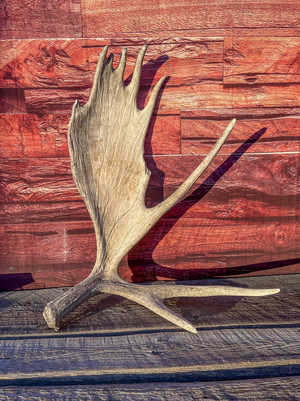 Extra Large Bull Moose Antler - Crafting, Decor and More!