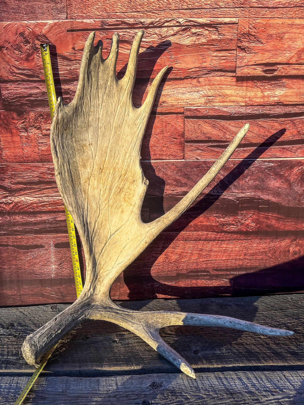 Extra Large Bull Moose Antler - Crafting, Decor and More!