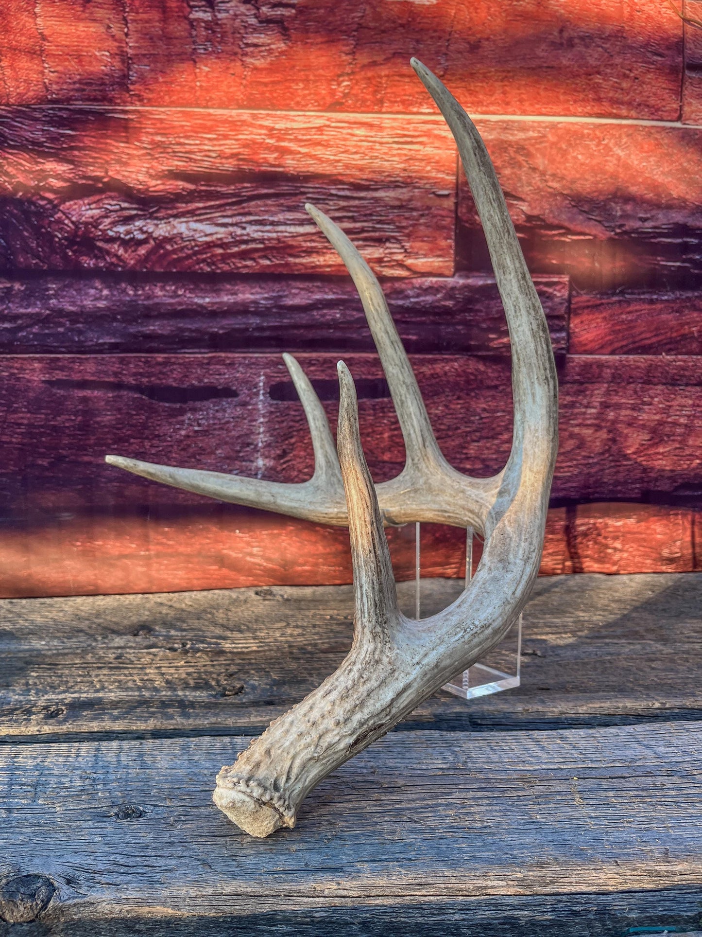 Single White-tailed Deer Antler - Wild, Naturally Shed Deer Antler. Decor, design, crafting and more!