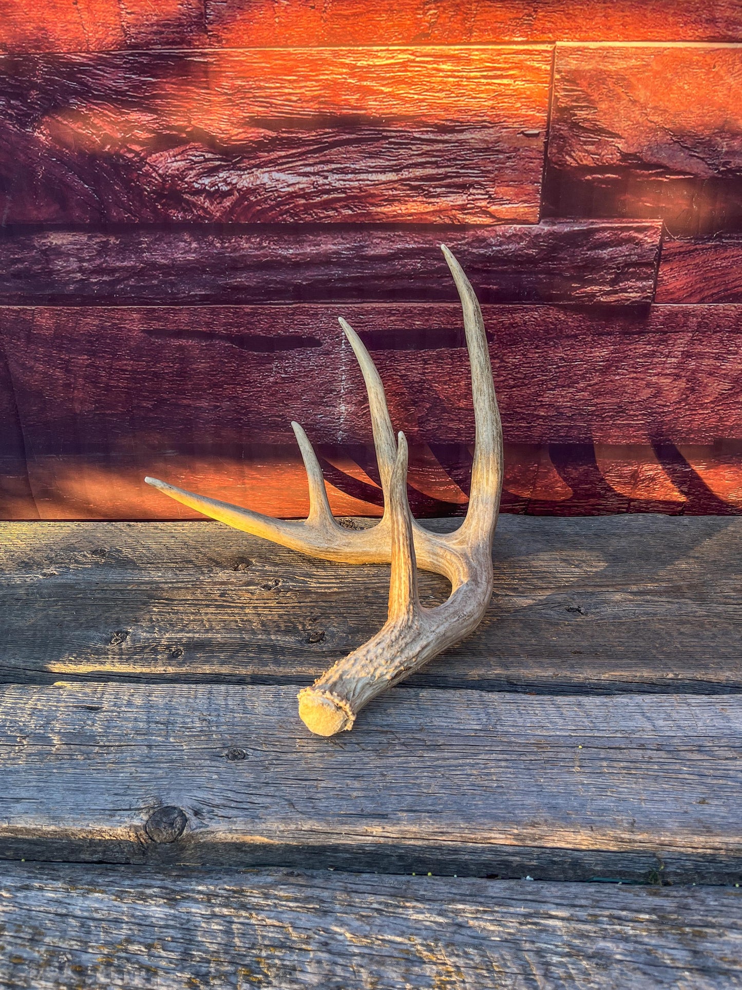 Single White-tailed Deer Antler - Wild, Naturally Shed Deer Antler. Decor, design, crafting and more!
