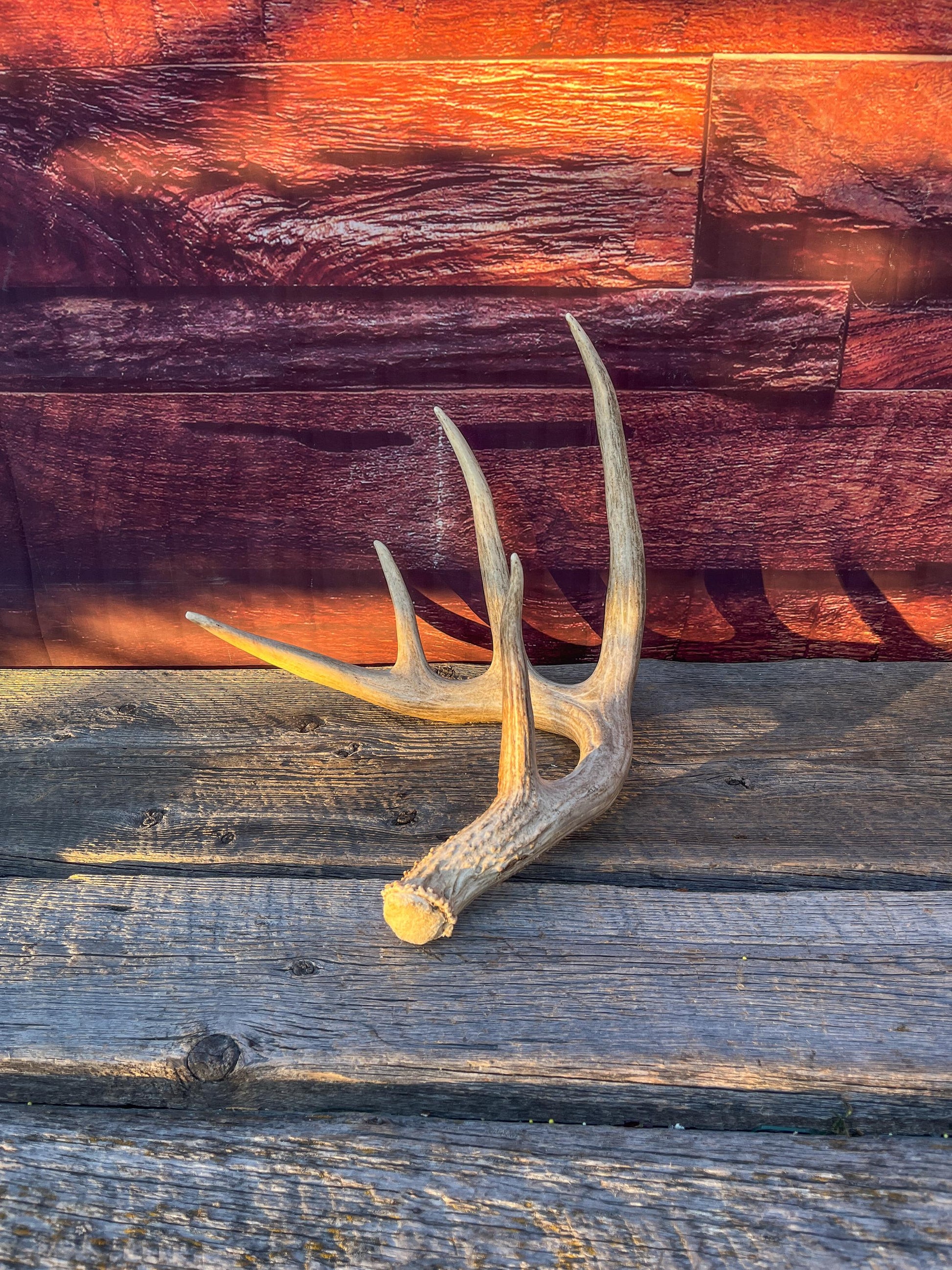 Single White-tailed Deer Antler - Wild, Naturally Shed Deer Antler. Decor, design, crafting and more!