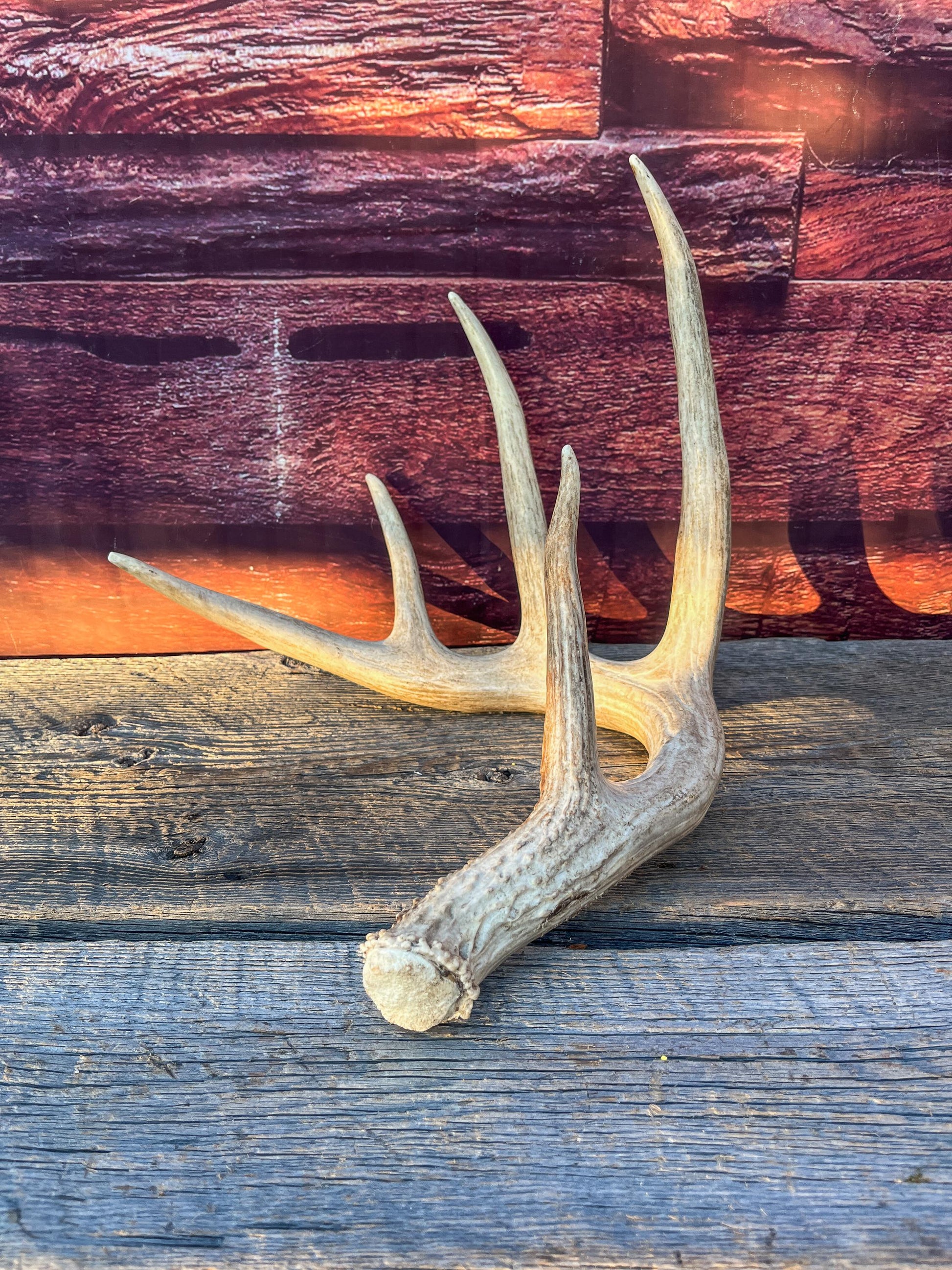 Single White-tailed Deer Antler - Wild, Naturally Shed Deer Antler. Decor, design, crafting and more!