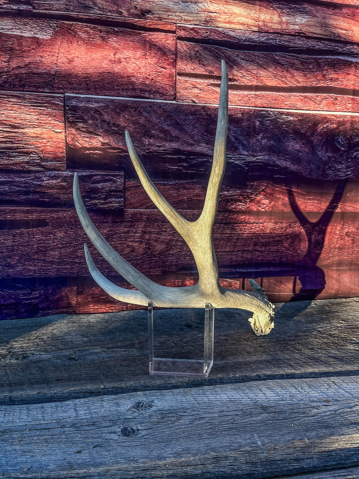 Naturally Shed Mule Deer Antler. Decor piece, Table Centerpiece, and More.