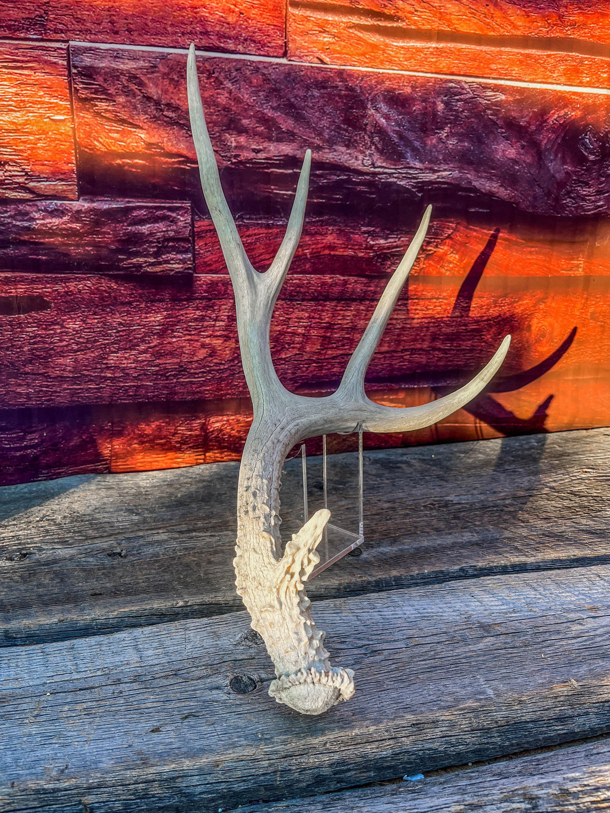 Naturally Shed Mule Deer Antler. Decor piece, Table Centerpiece, and More.