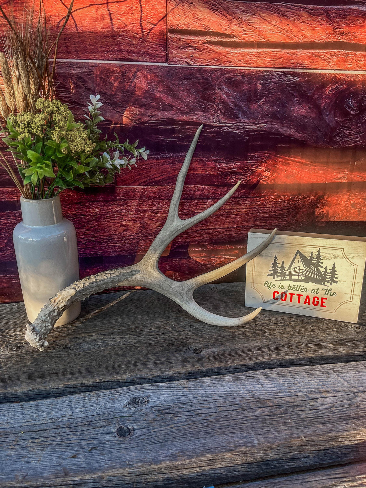 Naturally Shed Mule Deer Antler. Decor piece, Table Centerpiece, and More.