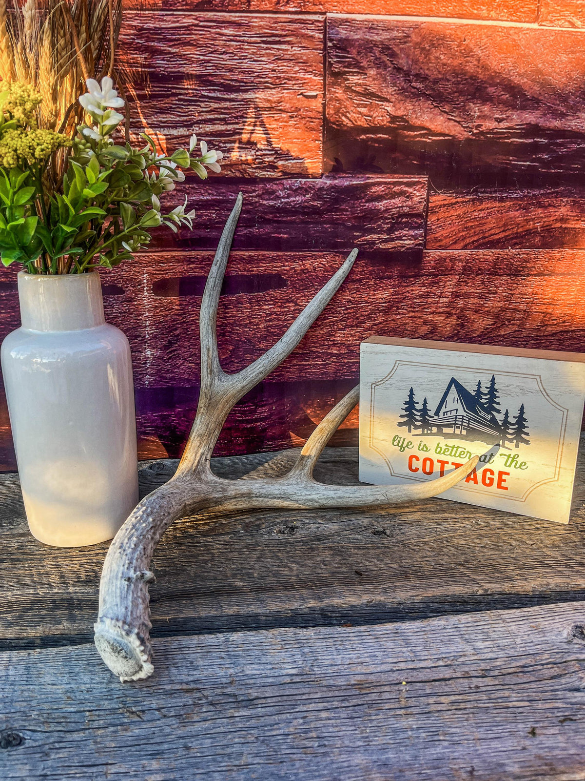Mule Deer Antler - Rustic Cabin Decor & Crafting