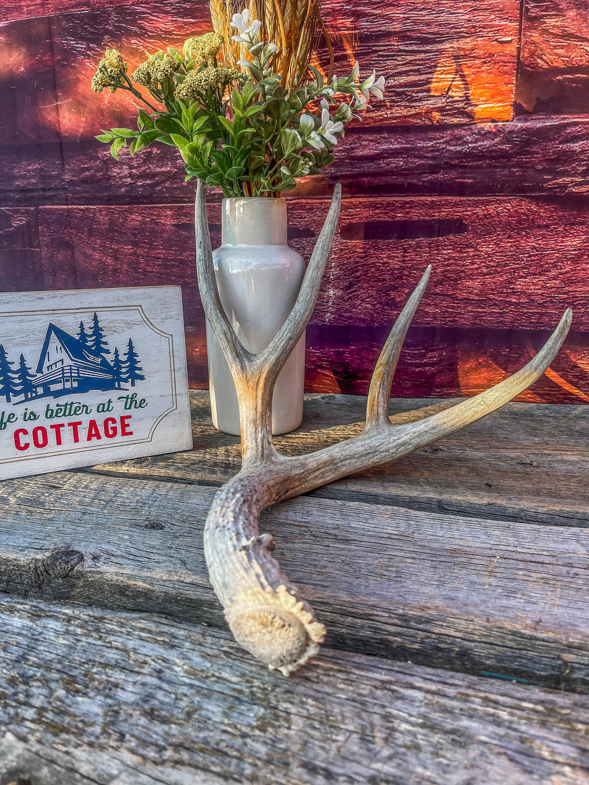Mule Deer Antler - Rustic Cabin Decor & Crafting