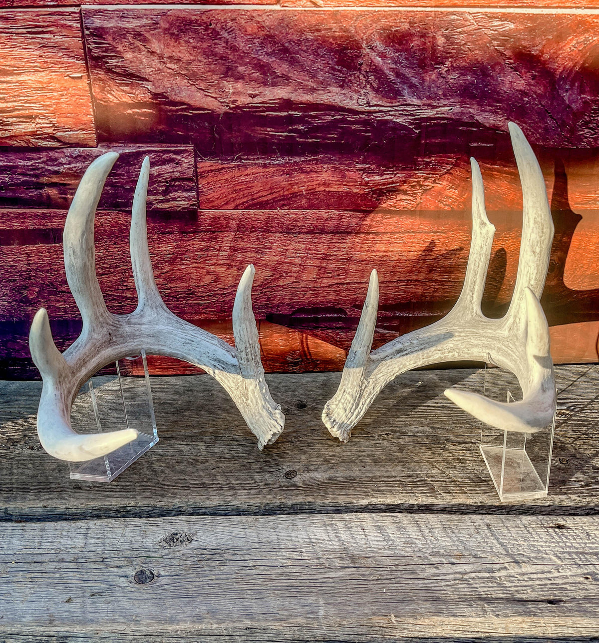White-tailed Deer Antlers - Large Matching Set. Decor, Crafting and More.