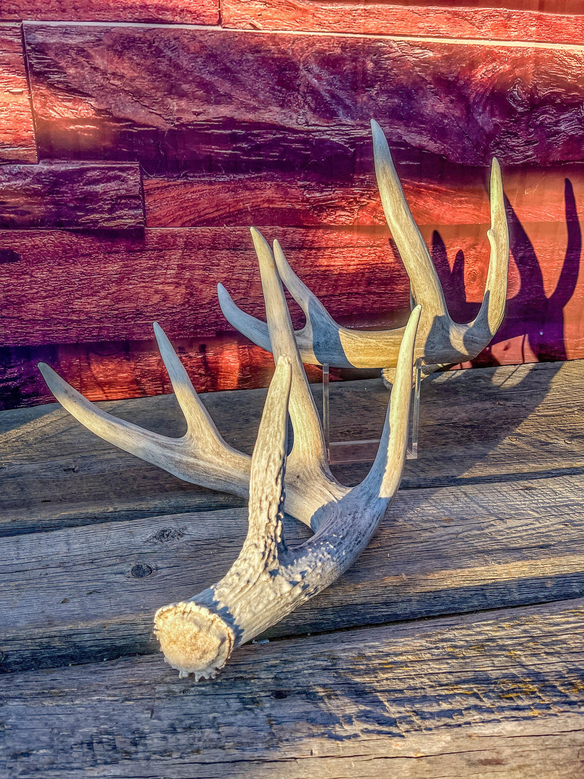 White-tailed Deer Antlers - Large Matching Set. Decor, Crafting and More.