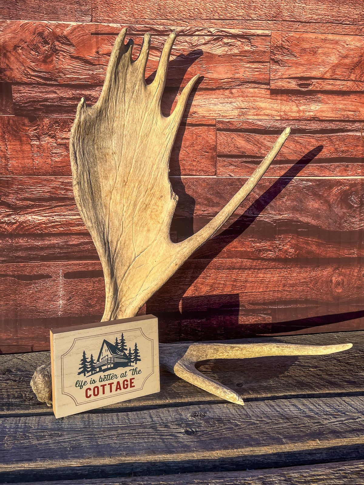 Extra Large Bull Moose Antler - Crafting, Decor and More!