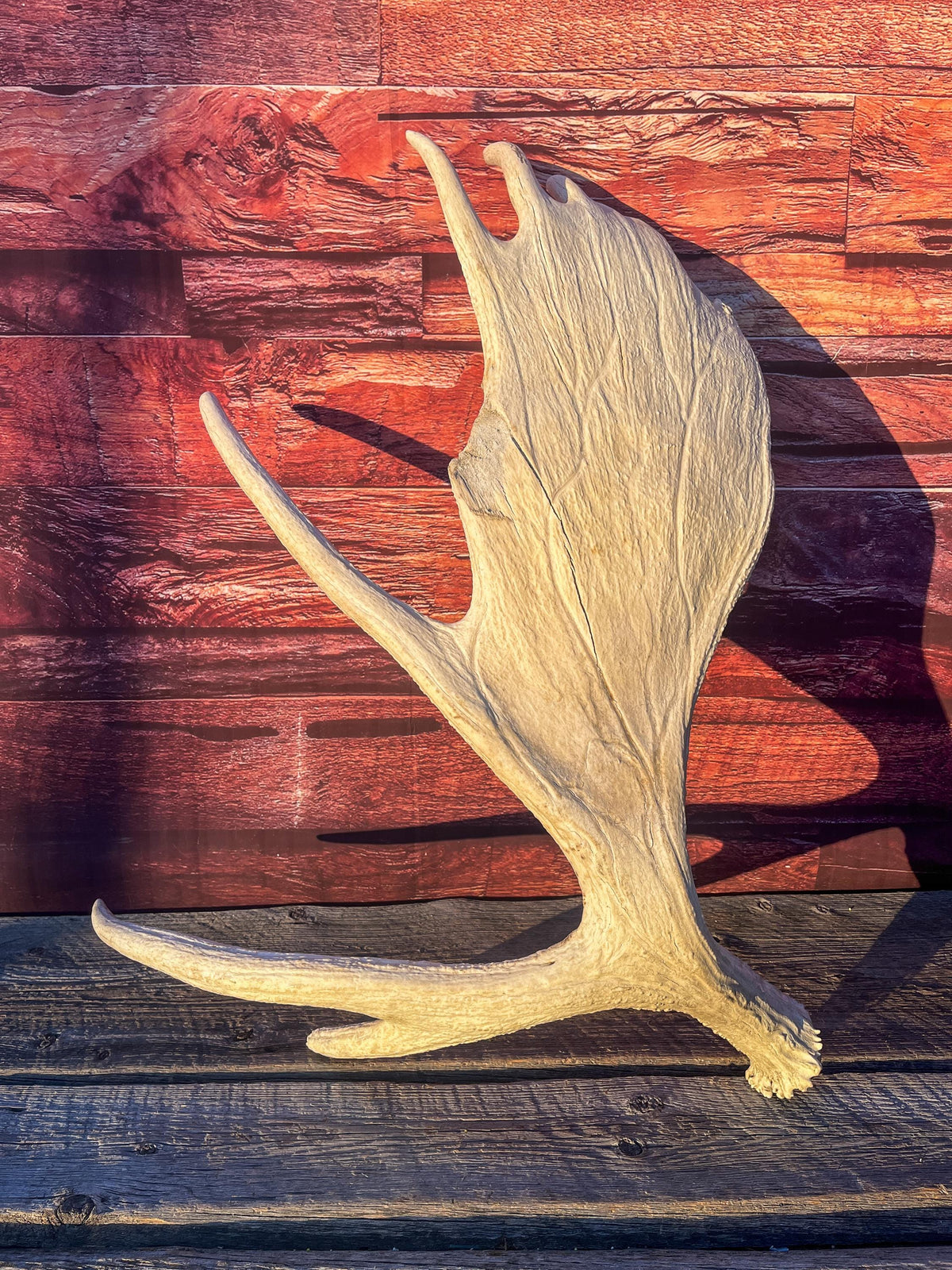 Extra Large Bull Moose Antler - Crafting, Decor and More!
