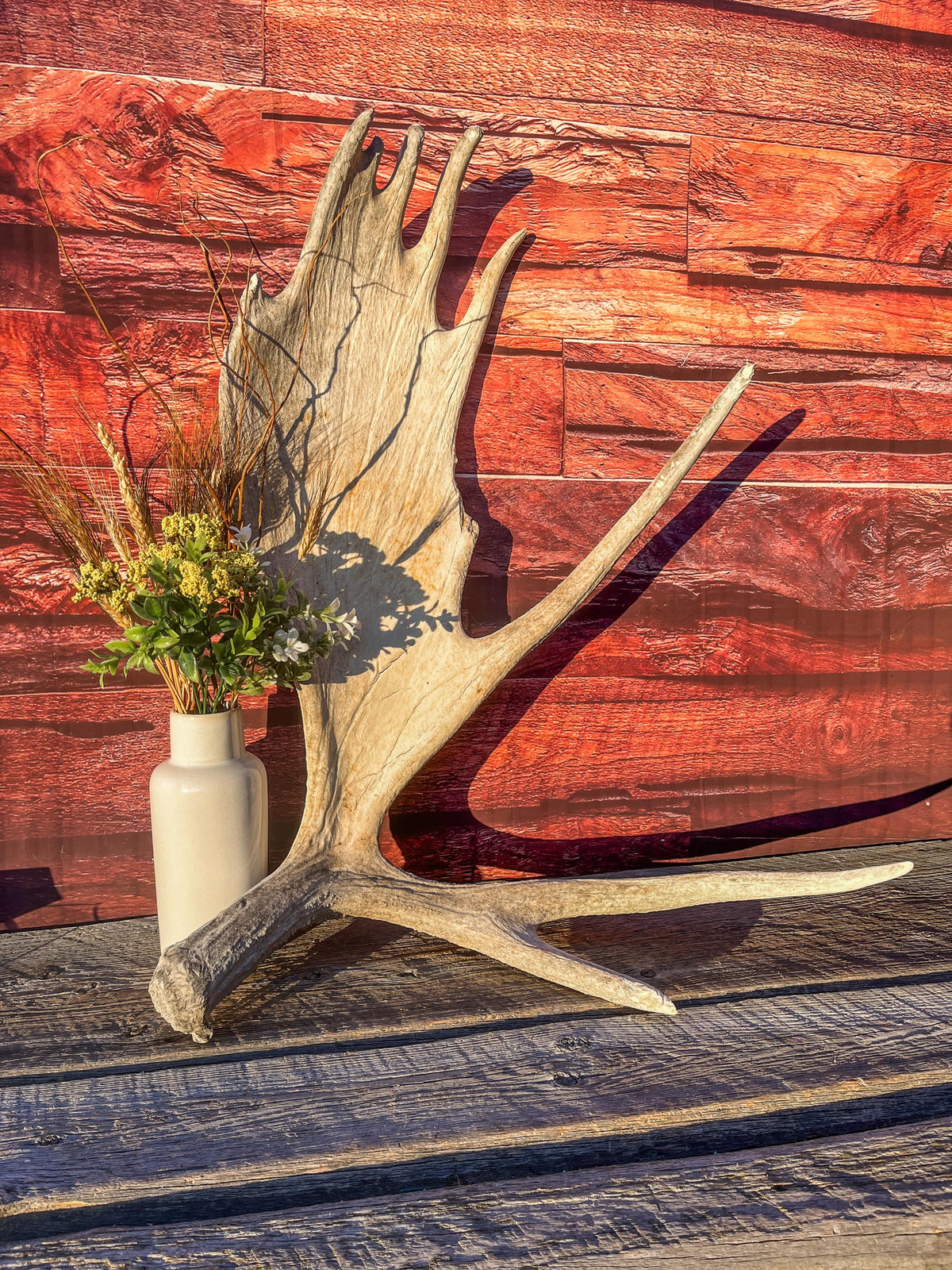 Extra Large Bull Moose Antler - Crafting, Decor and More!