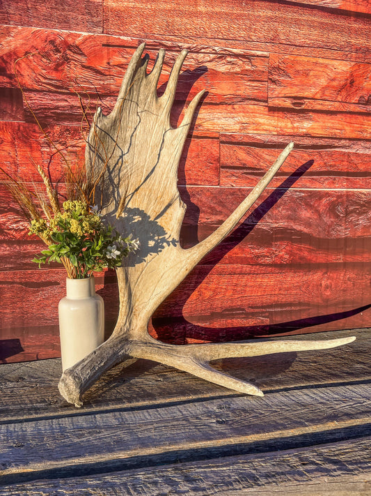 Extra Large Bull Moose Antler - Crafting, Decor and More!