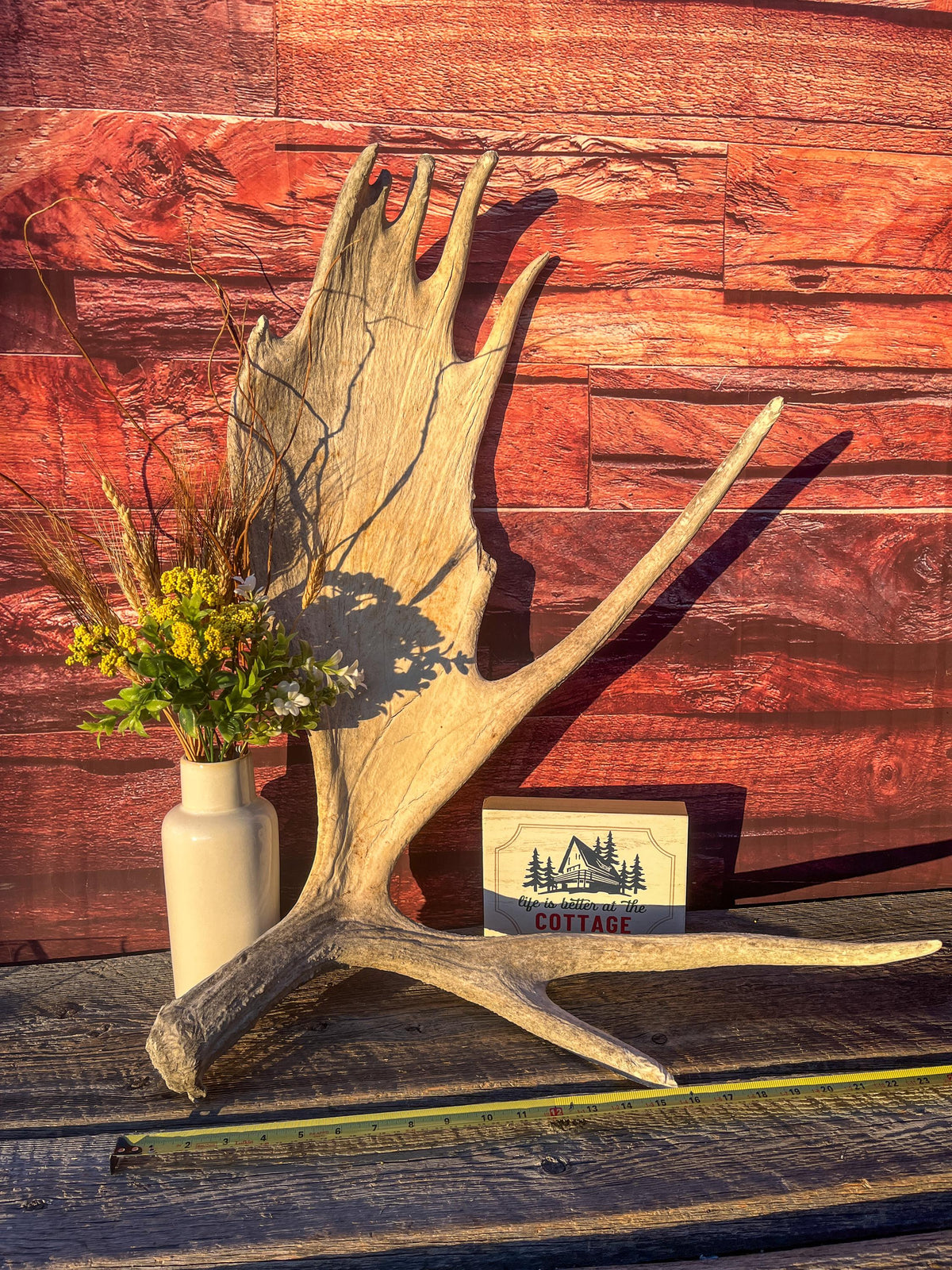Extra Large Bull Moose Antler - Crafting, Decor and More!
