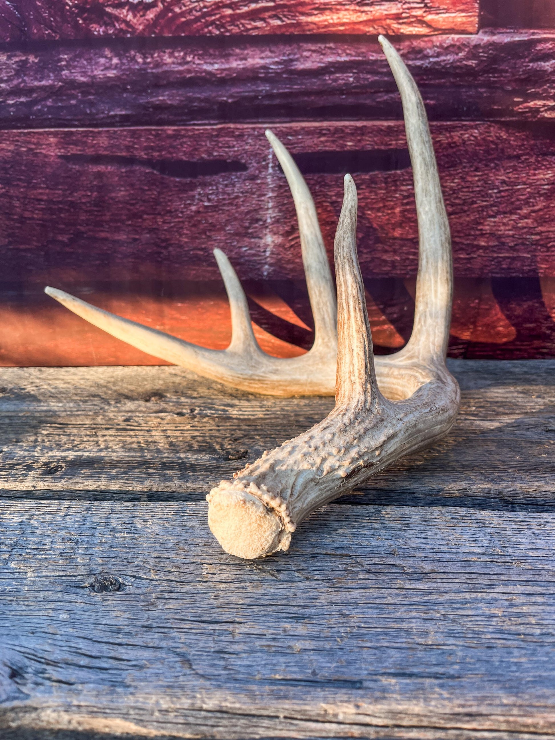 Single White-tailed Deer Antler - Wild, Naturally Shed Deer Antler. Decor, design, crafting and more!