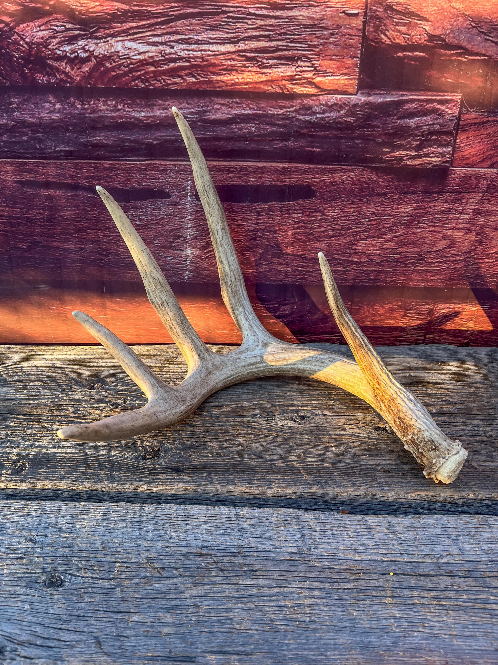 Single White-tailed Deer Antler - Wild, Naturally Shed Deer Antler. Decor, design, crafting and more!