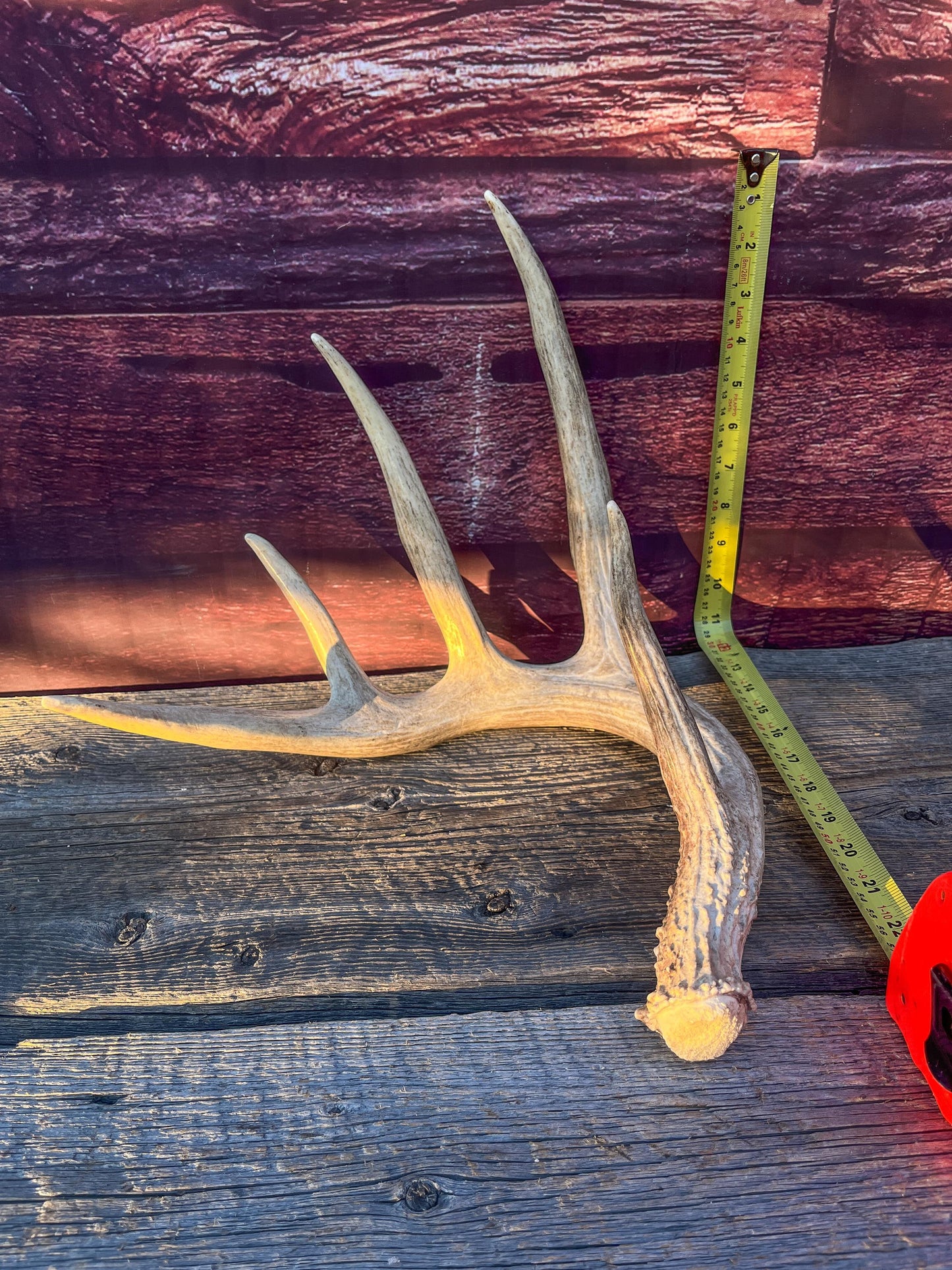 Single White-tailed Deer Antler - Wild, Naturally Shed Deer Antler. Decor, design, crafting and more!