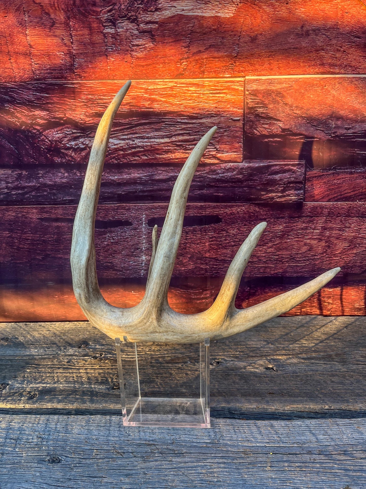 Single White-tailed Deer Antler - Wild, Naturally Shed Deer Antler. Decor, design, crafting and more!