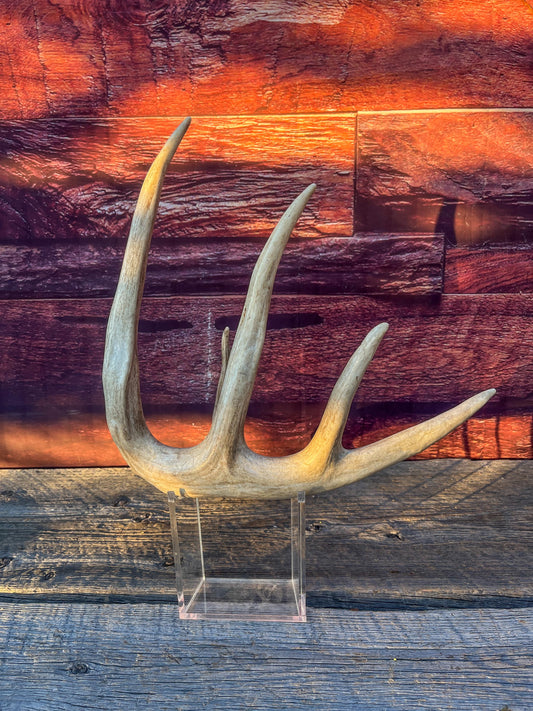 Single White-tailed Deer Antler - Wild, Naturally Shed Deer Antler. Decor, design, crafting and more!