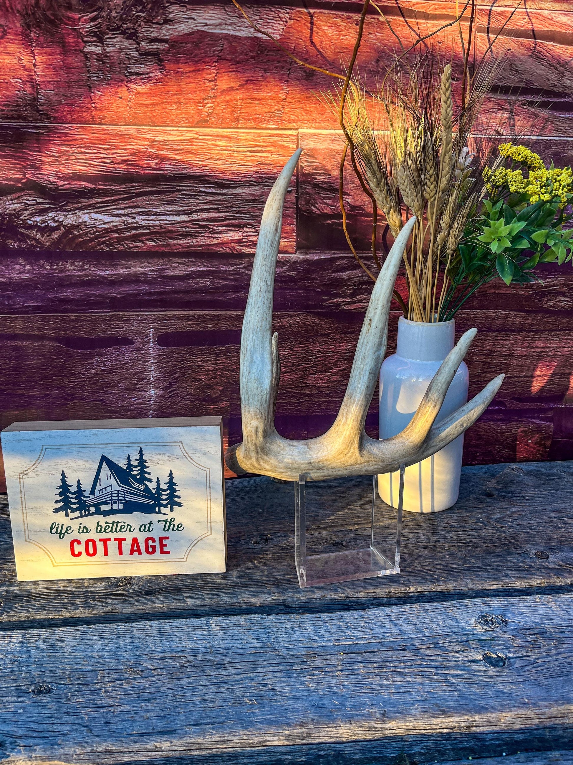 Single White-tailed Deer Antler - Wild, Naturally Shed Deer Antler. Decor, design, crafting and more!