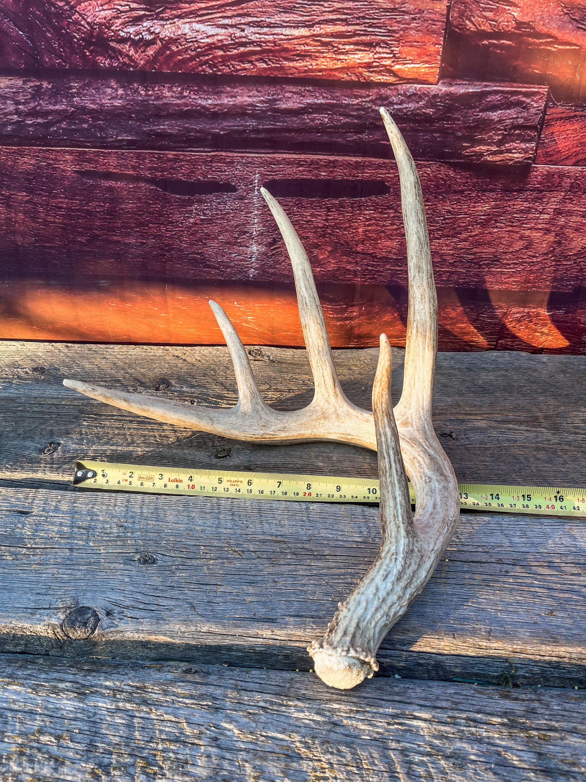 Single White-tailed Deer Antler - Wild, Naturally Shed Deer Antler. Decor, design, crafting and more!