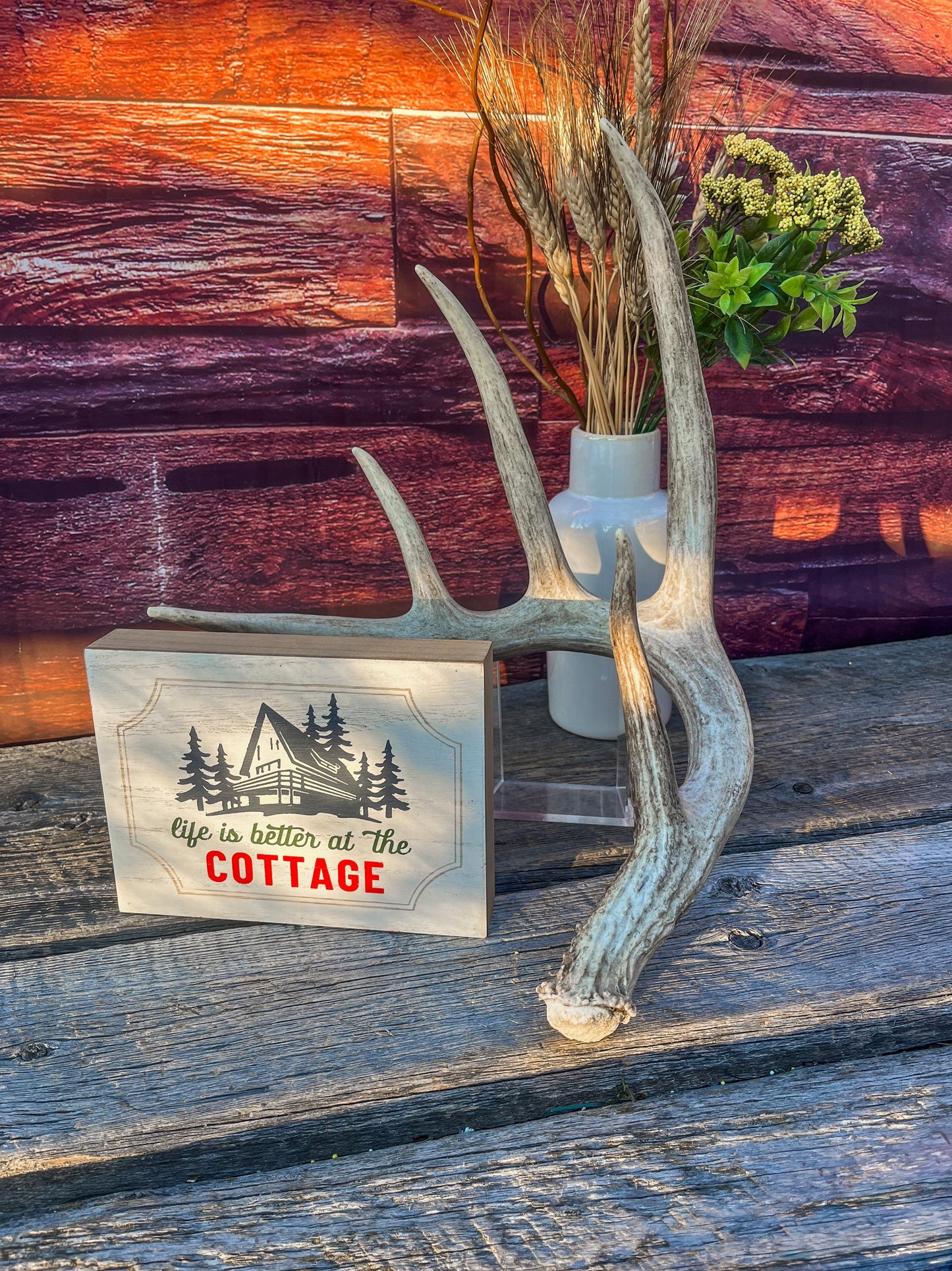 Single White-tailed Deer Antler - Wild, Naturally Shed Deer Antler. Decor, design, crafting and more!