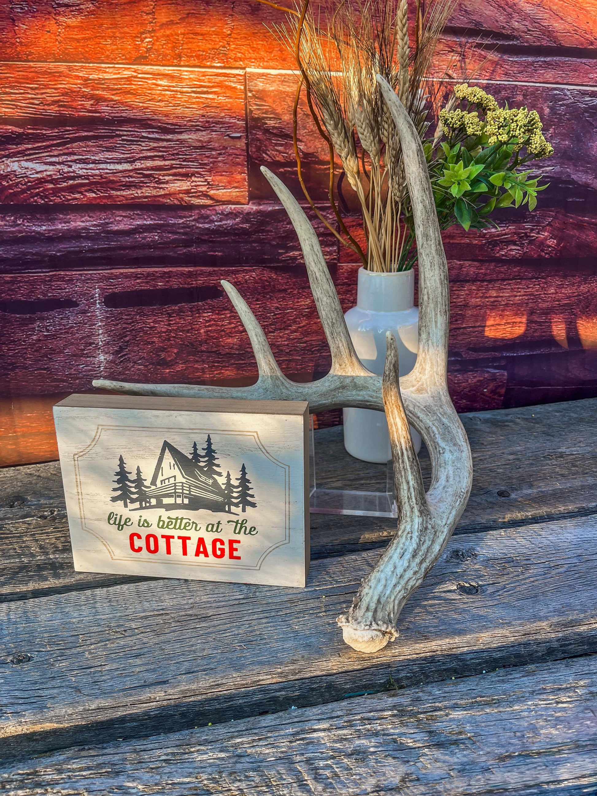 Single White-tailed Deer Antler - Wild, Naturally Shed Deer Antler. Decor, design, crafting and more!