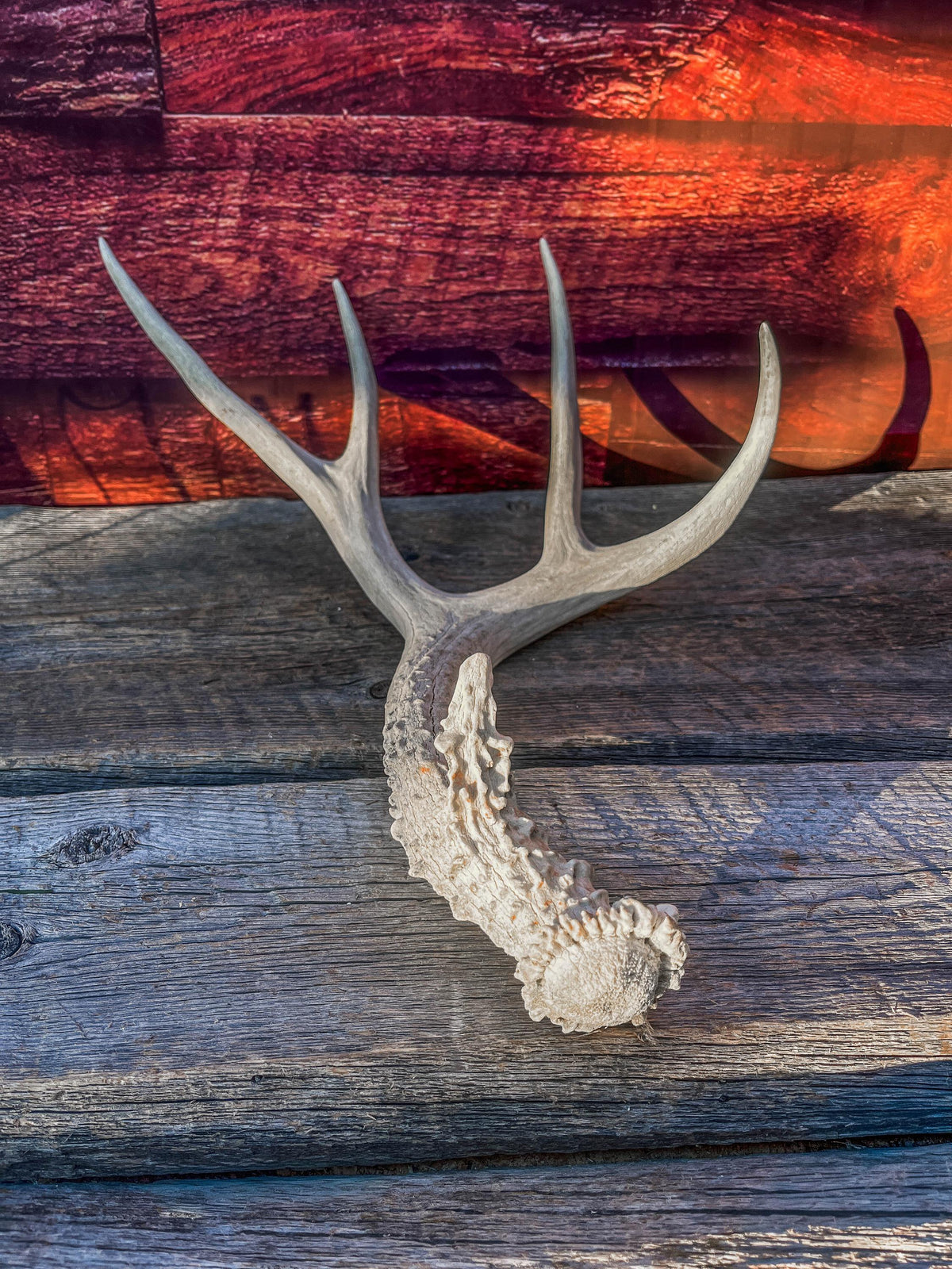 Naturally Shed Mule Deer Antler. Decor piece, Table Centerpiece, and More.