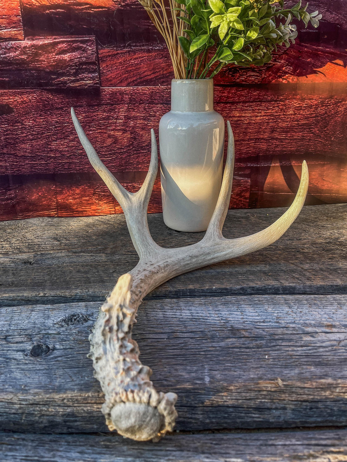 Naturally Shed Mule Deer Antler. Decor piece, Table Centerpiece, and More.