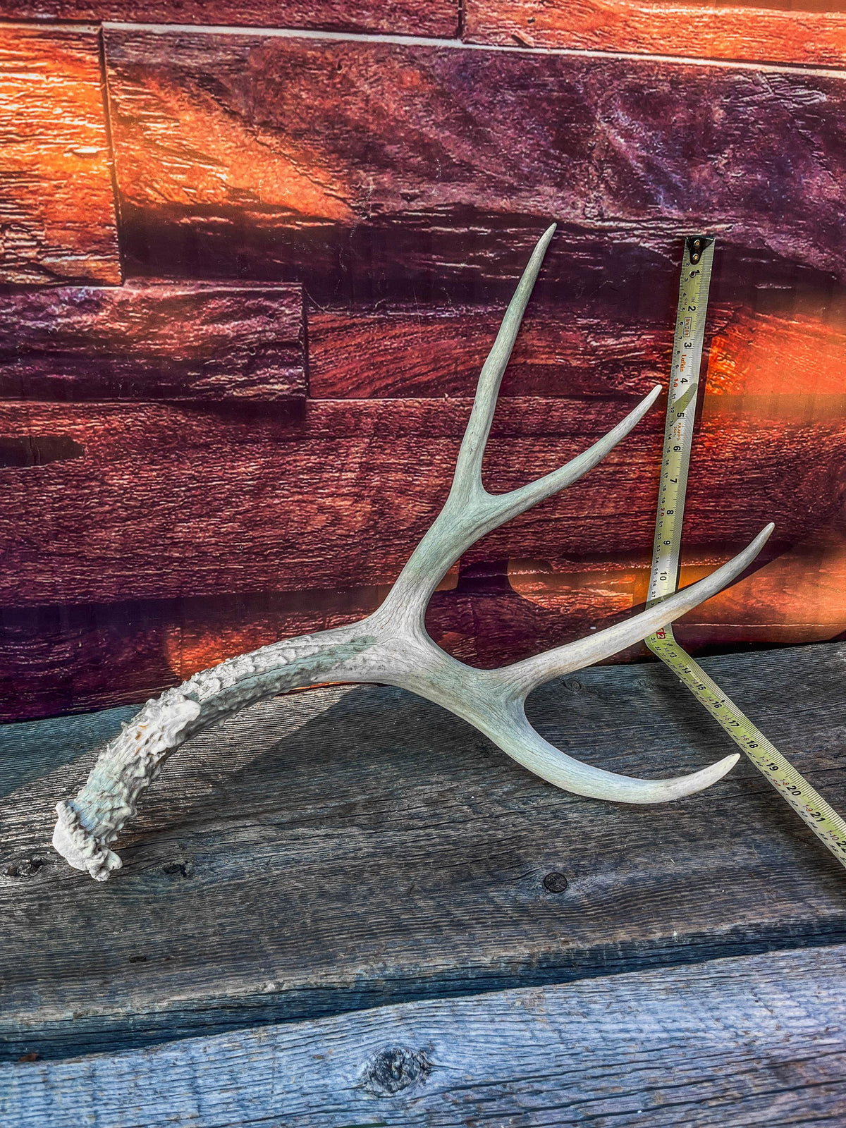 Naturally Shed Mule Deer Antler. Decor piece, Table Centerpiece, and More.