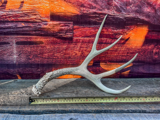 Naturally Shed Mule Deer Antler. Decor piece, Table Centerpiece, and More.