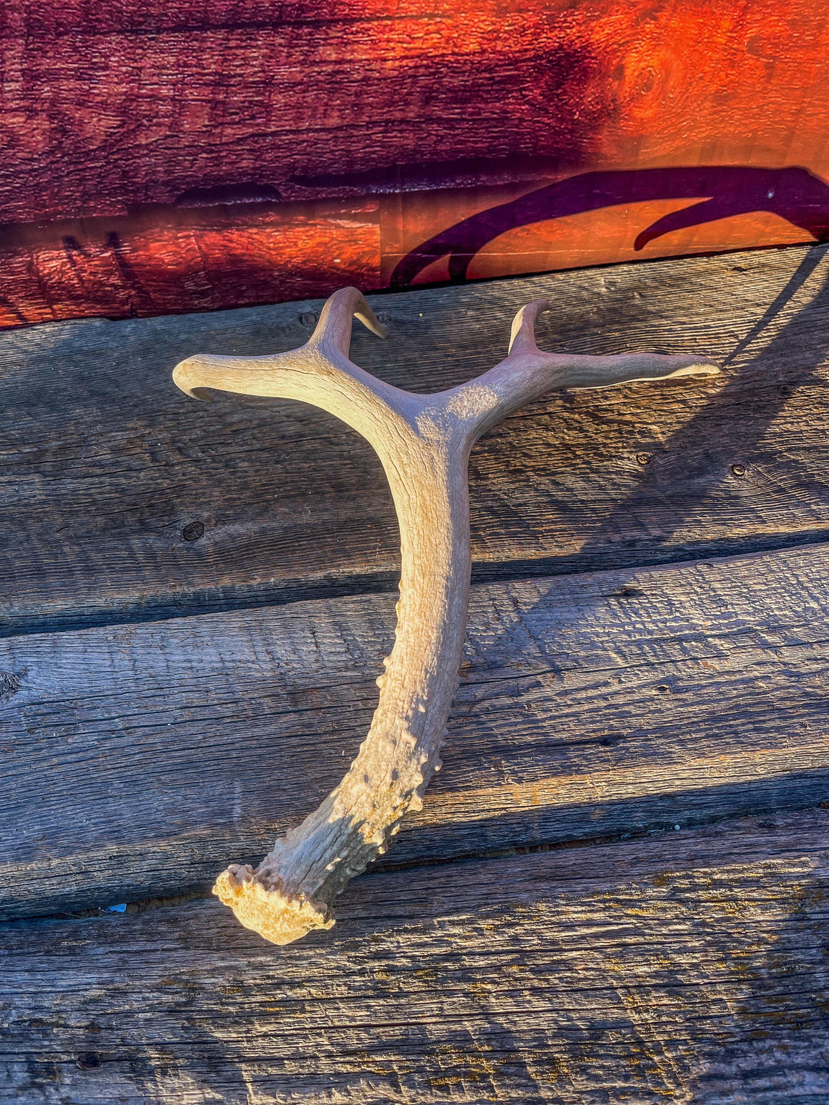 Naturally Shed Mule Deer Antler. Decor piece, Table Centerpiece, and More.