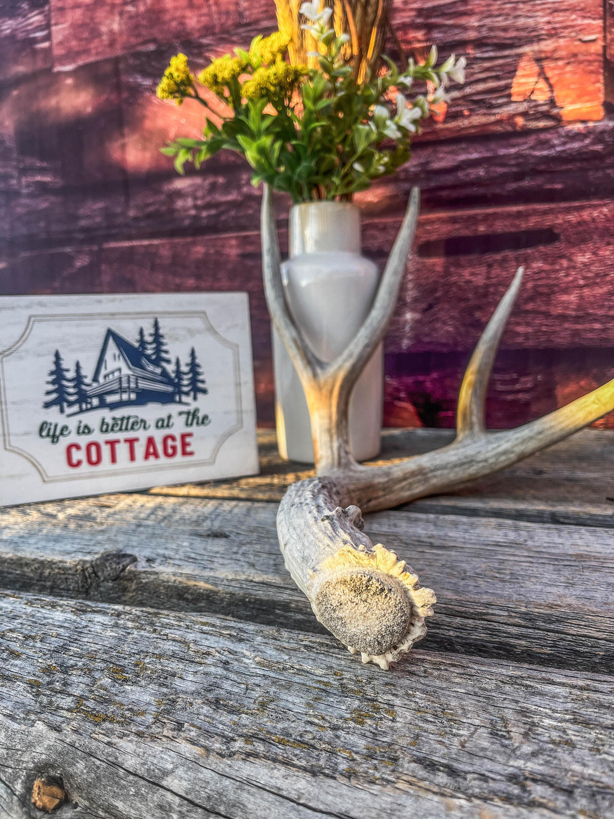 Mule Deer Antler - Rustic Cabin Decor & Crafting