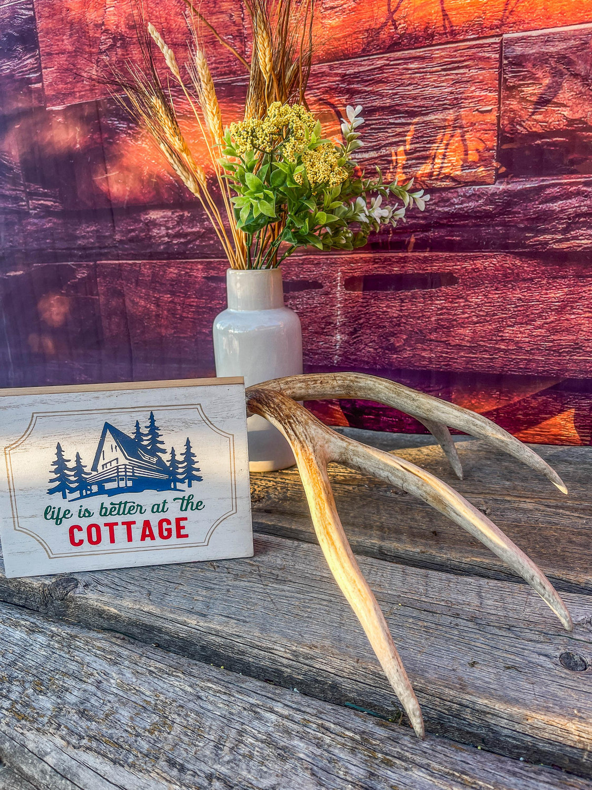 Mule Deer Antler - Rustic Cabin Decor & Crafting