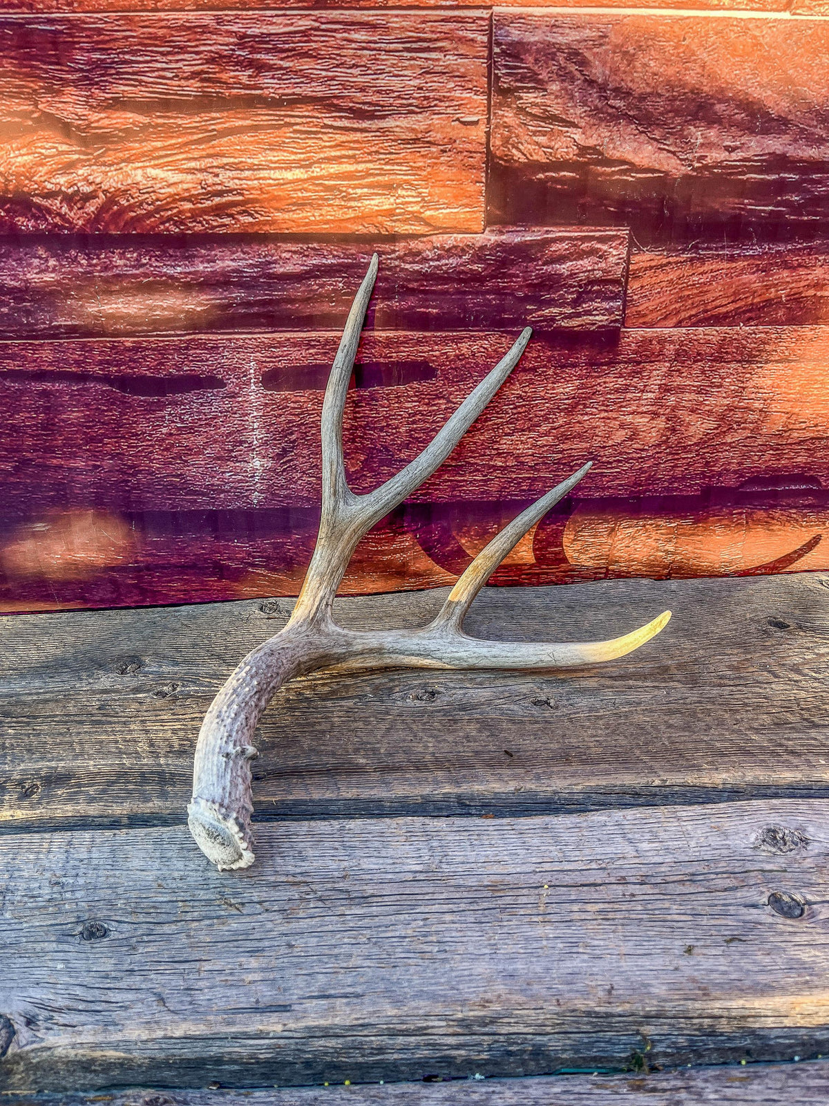 Mule Deer Antler - Rustic Cabin Decor & Crafting