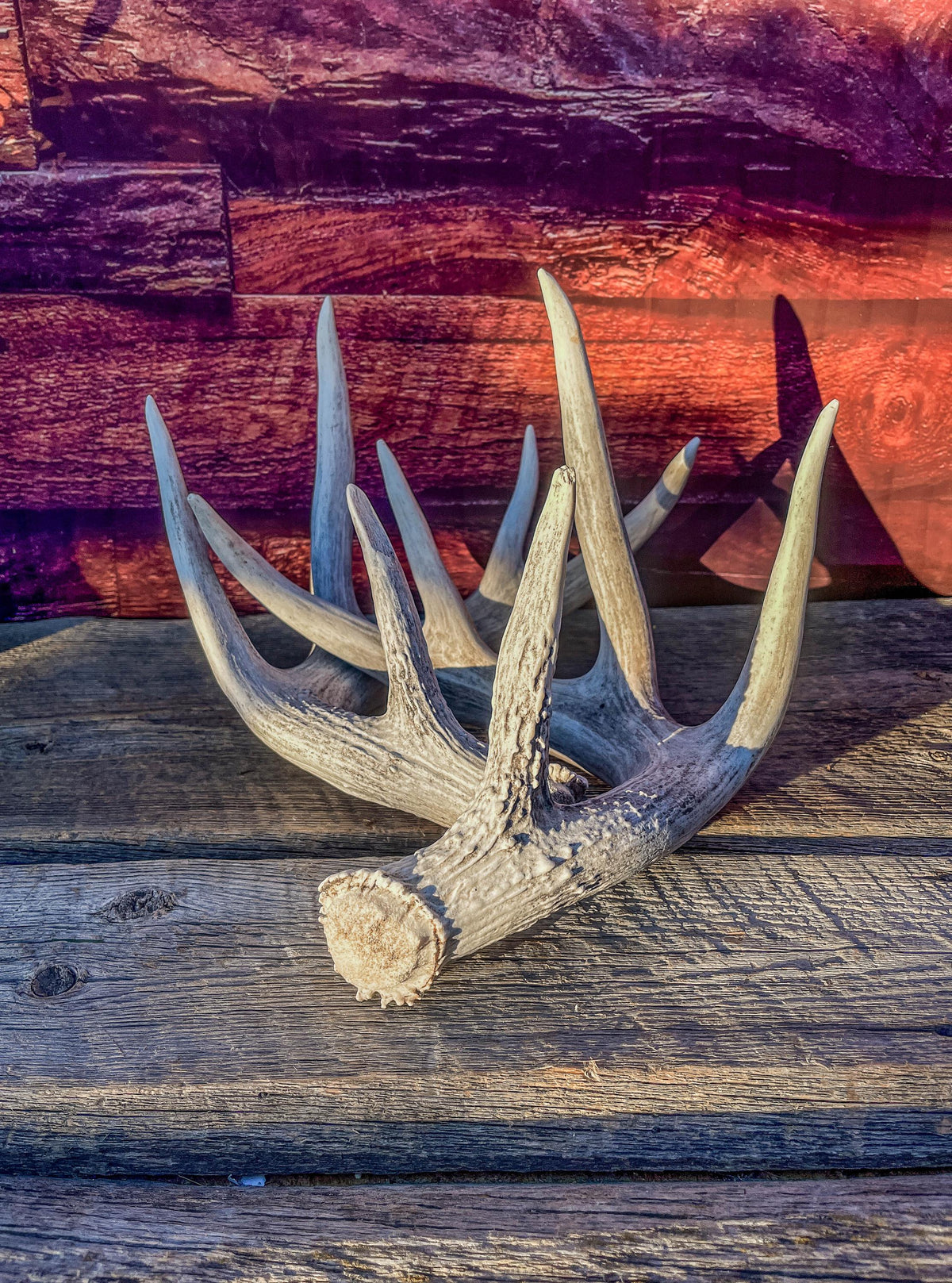 White-tailed Deer Antlers - Large Matching Set. Decor, Crafting and More.