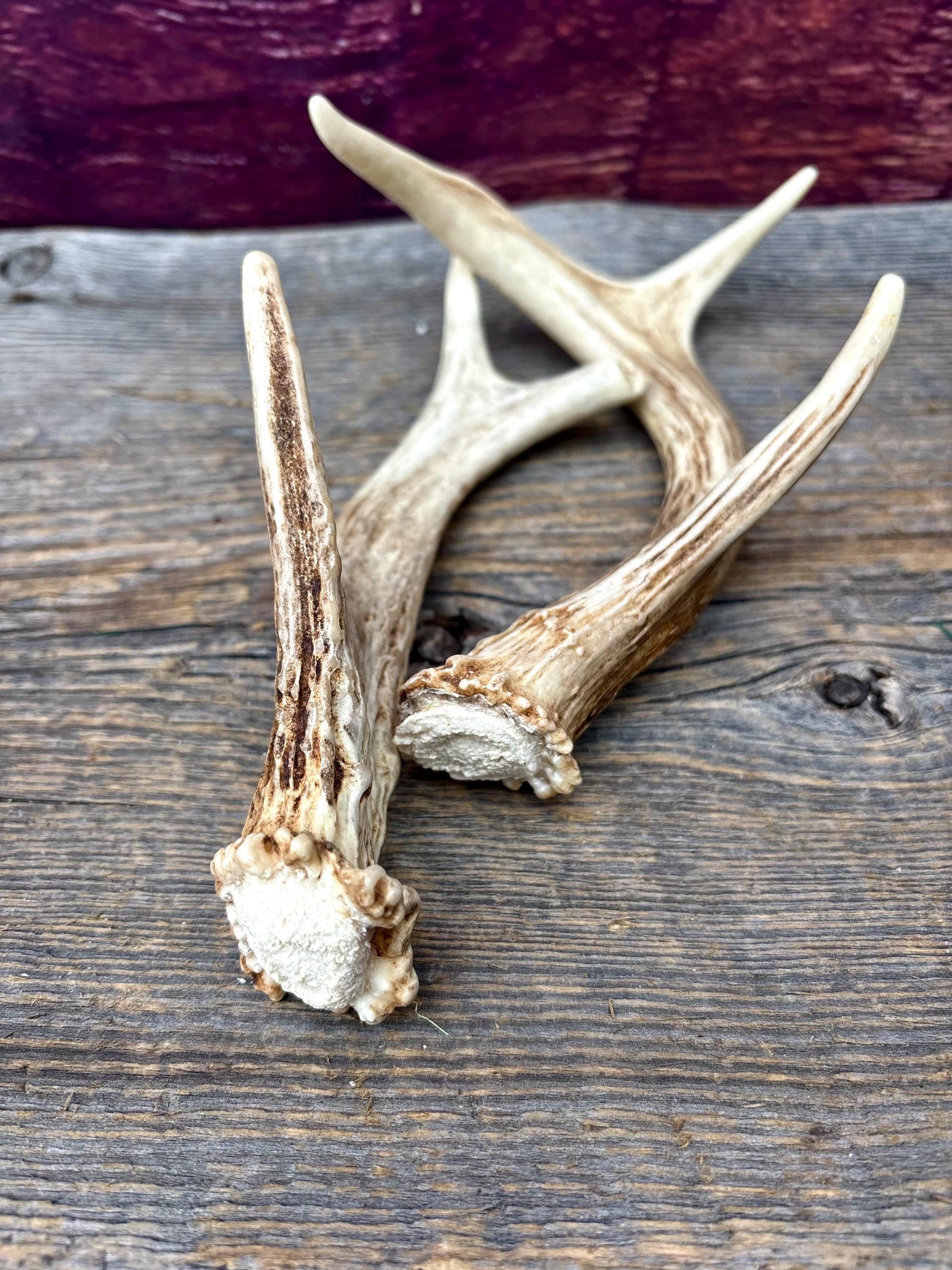 Deer Antlers - White-tailed Deer Matching set. Canadian Buck. Crafting and Decor Antlers