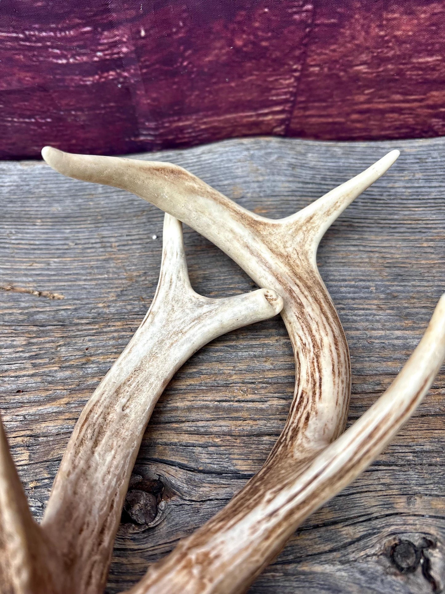 Deer Antlers - White-tailed Deer Matching set. Canadian Buck. Crafting and Decor Antlers