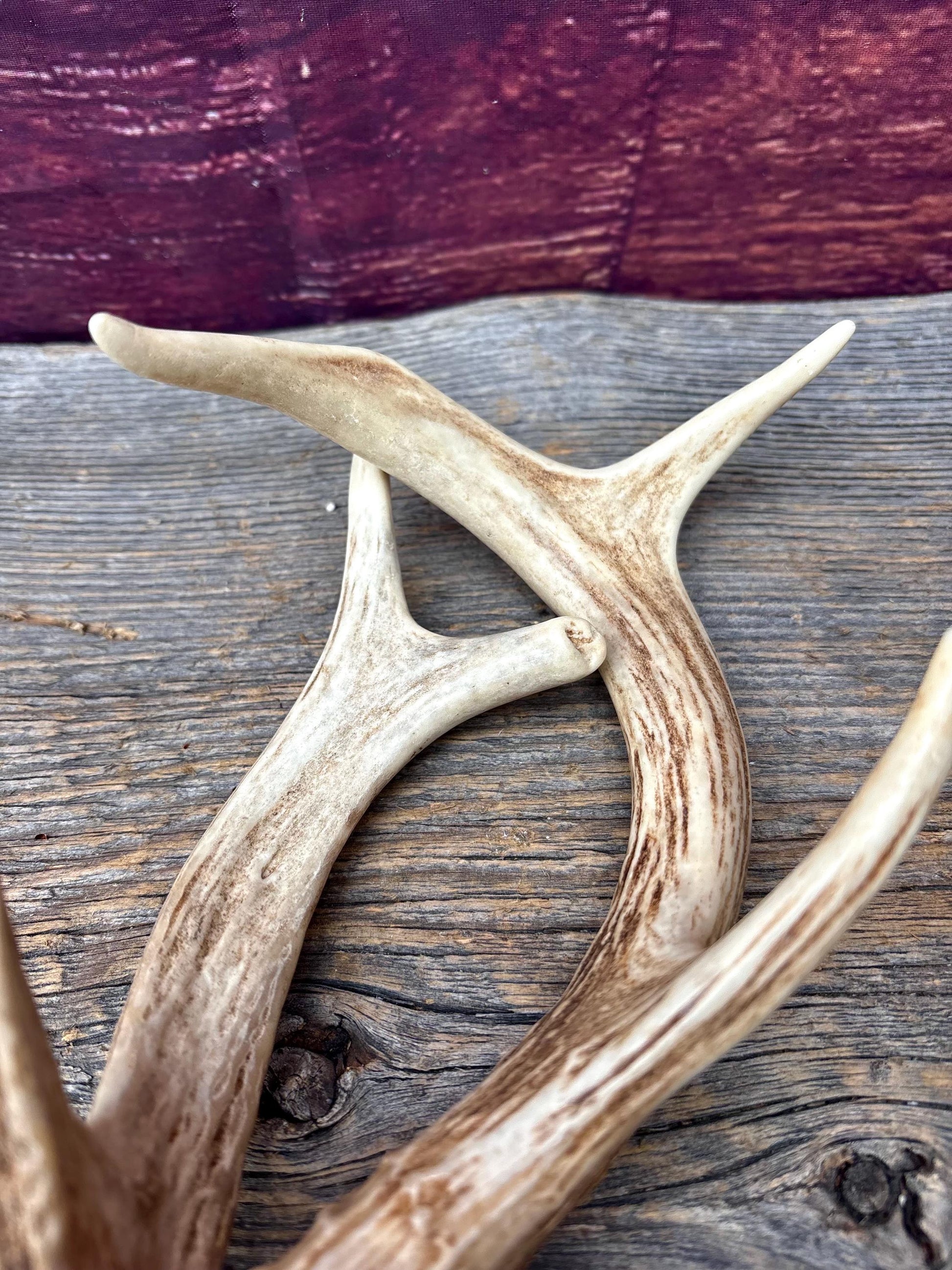 Deer Antlers - White-tailed Deer Matching set. Canadian Buck. Crafting and Decor Antlers