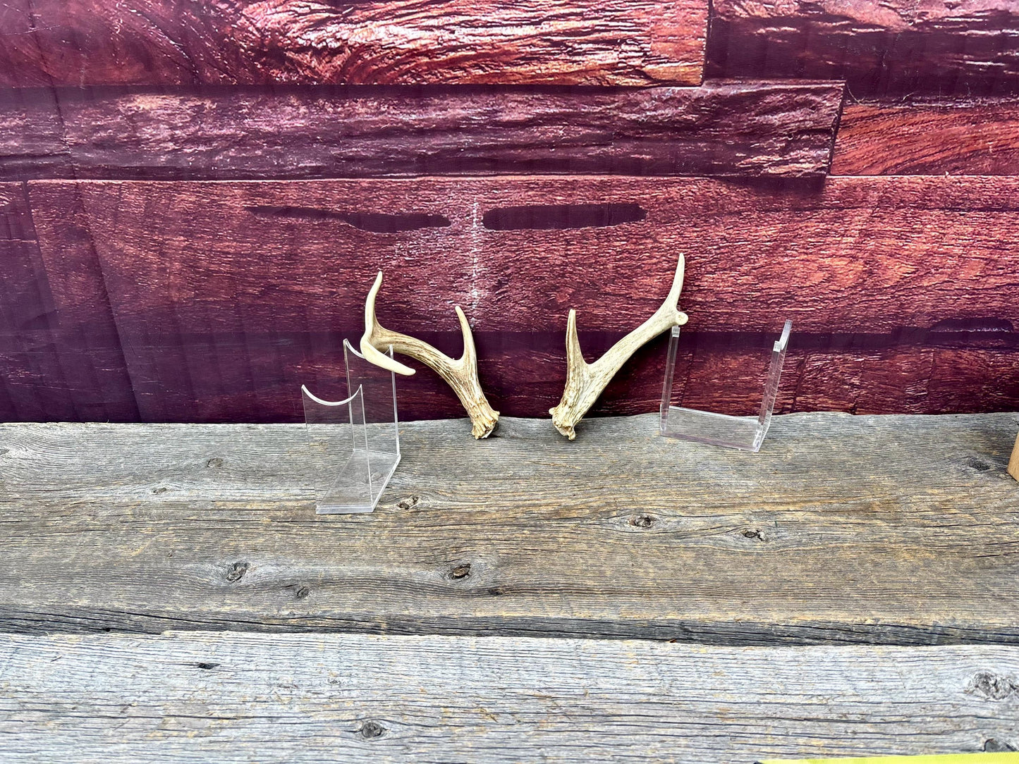 Deer Antlers - White-tailed Deer Matching set. Canadian Buck. Crafting and Decor Antlers