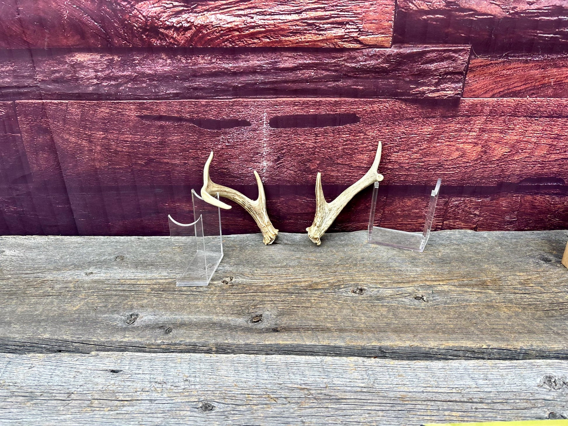 Deer Antlers - White-tailed Deer Matching set. Canadian Buck. Crafting and Decor Antlers