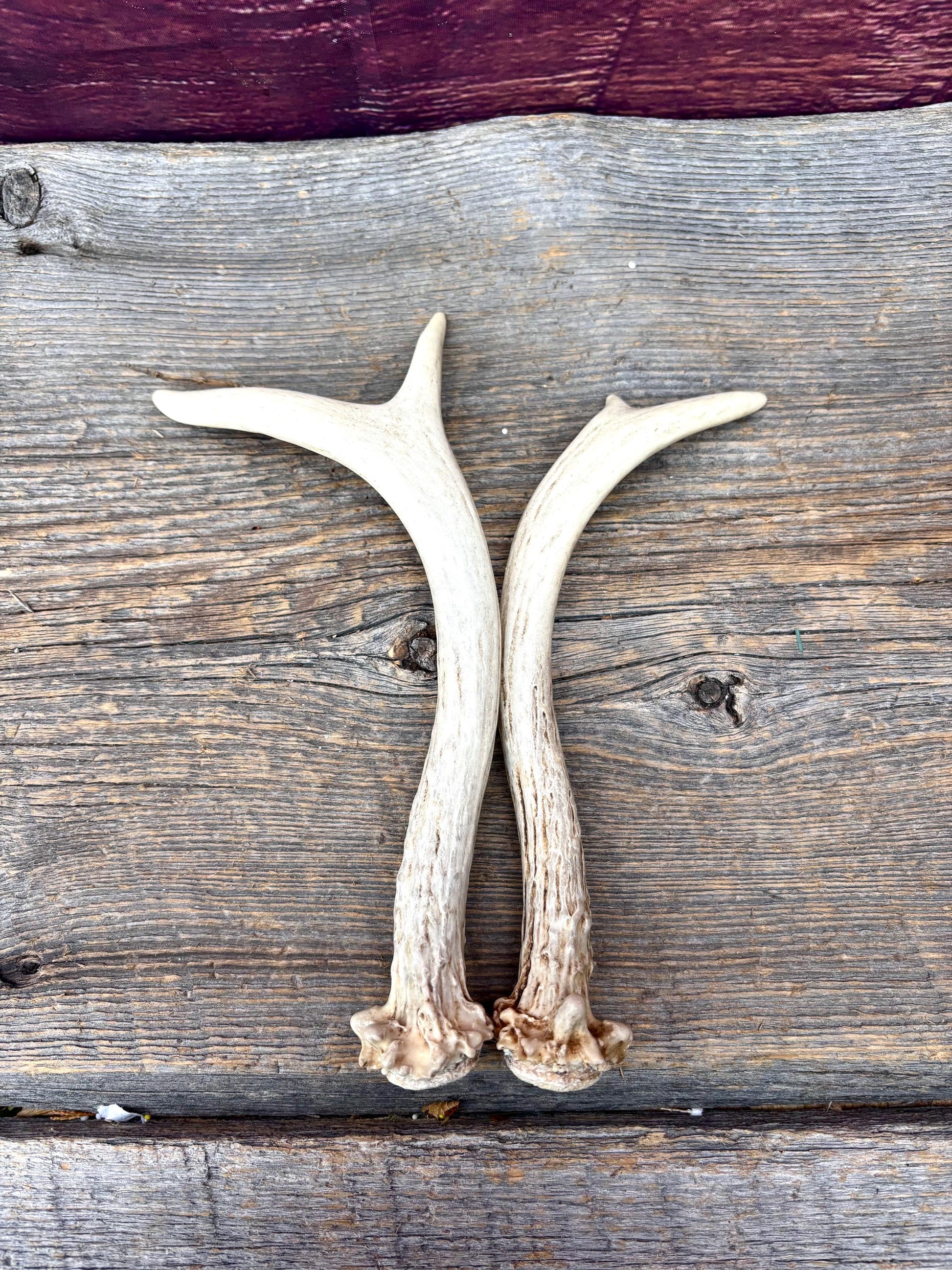 Deer Antlers - White-tailed Deer Matching set. Canadian Buck. Crafting and Decor Antlers