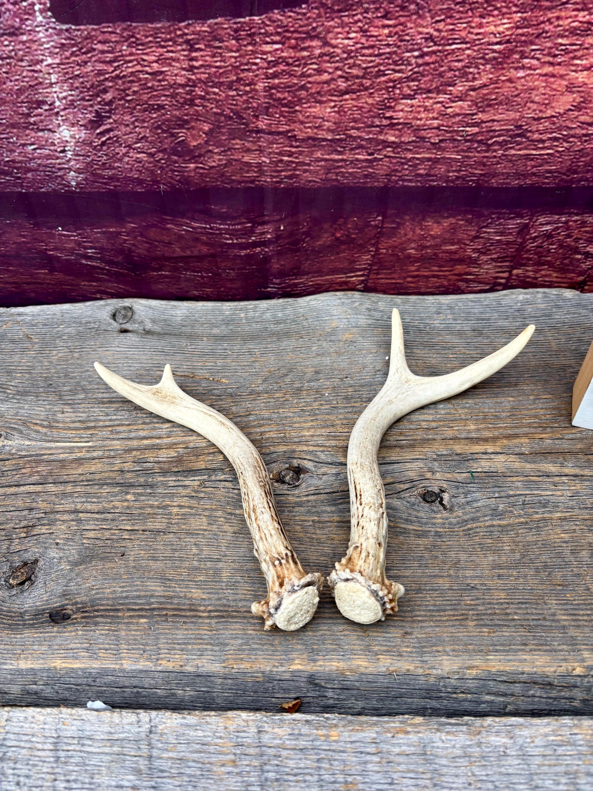 Deer Antlers - White-tailed Deer Matching set. Canadian Buck. Crafting and Decor Antlers