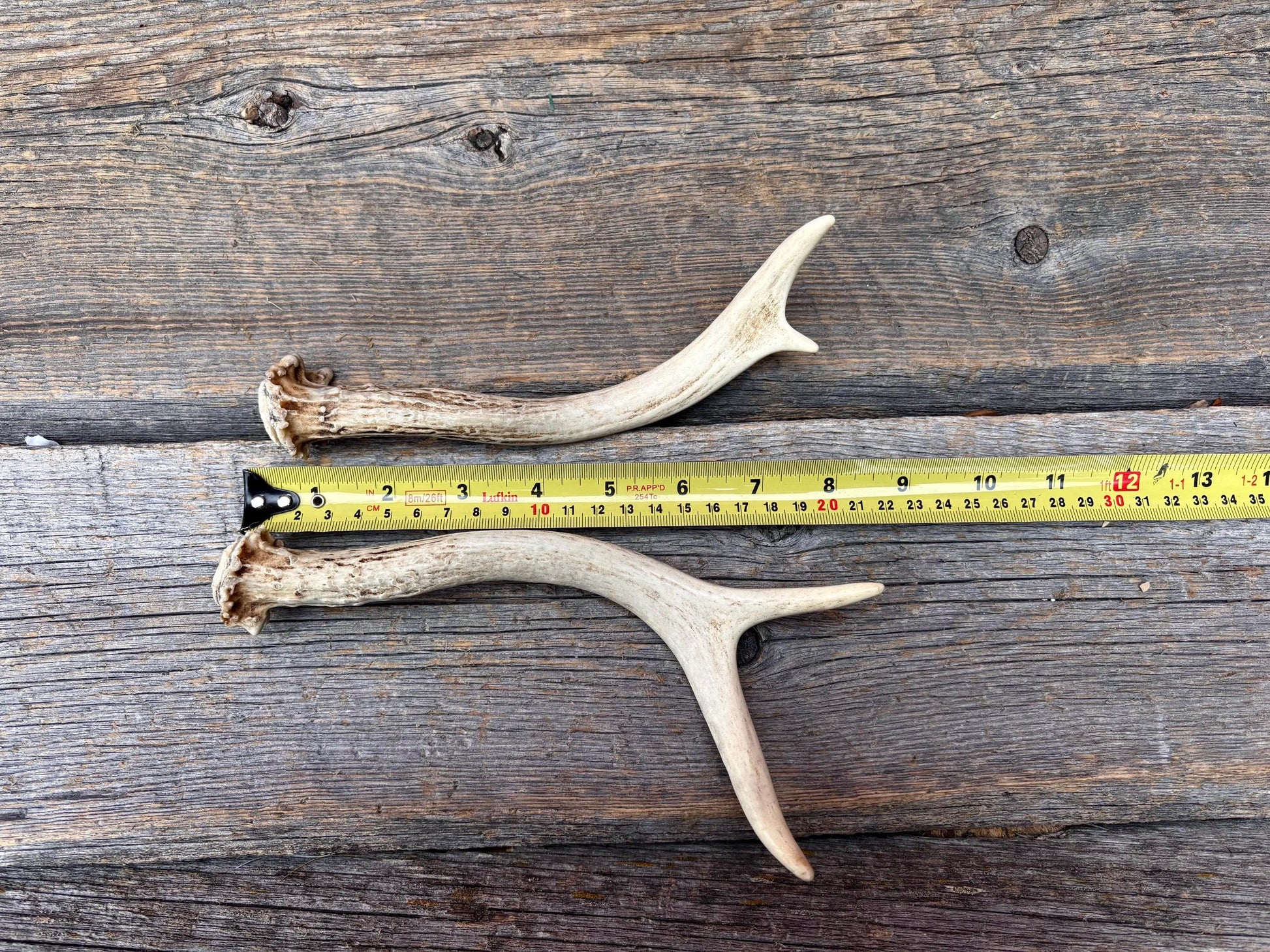 Deer Antlers - White-tailed Deer Matching set. Canadian Buck. Crafting and Decor Antlers