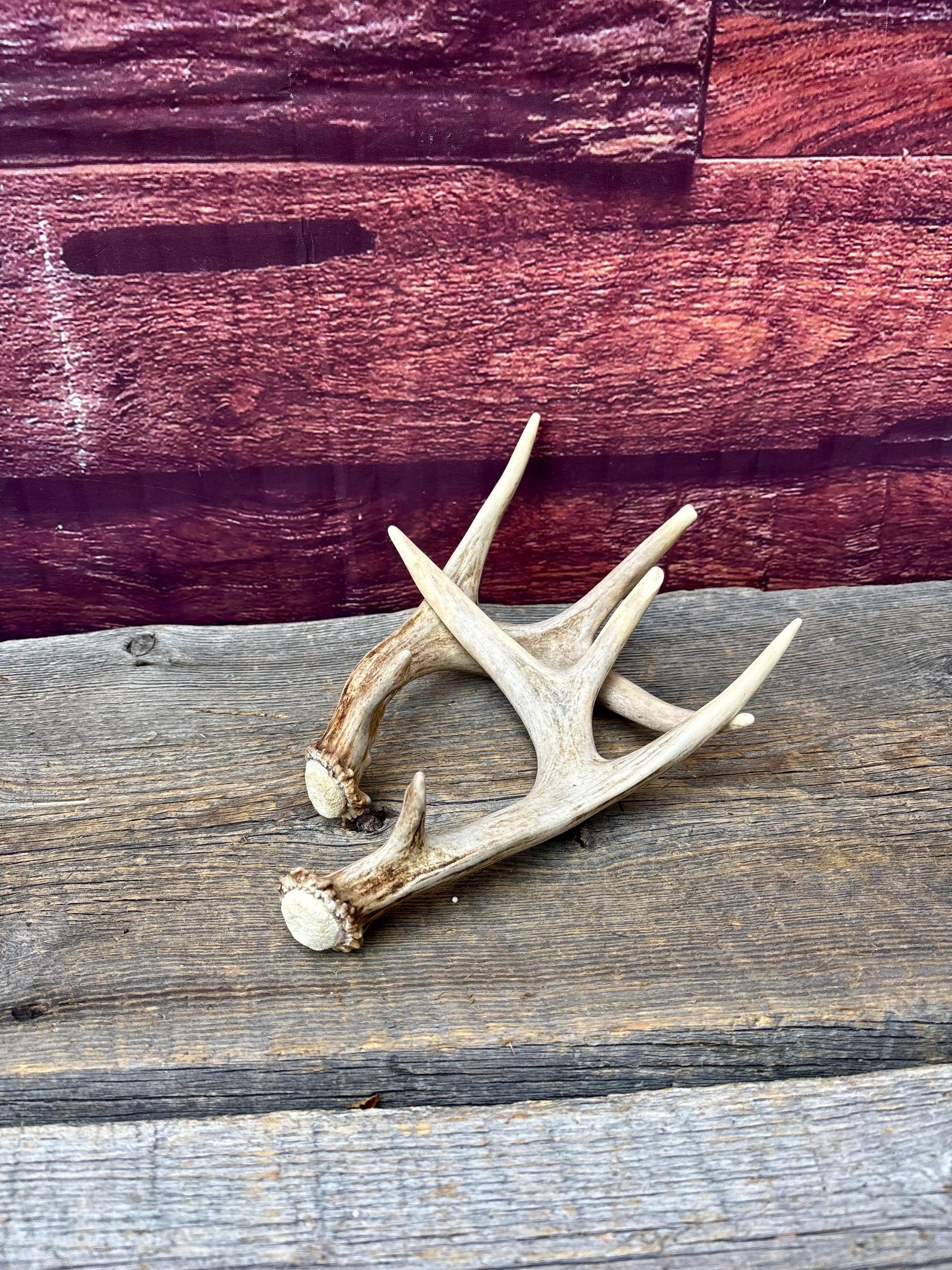 Deer Antlers - Small White-tailed Deer Matching set. Canadian Buck. Crafting and Decor Antlers