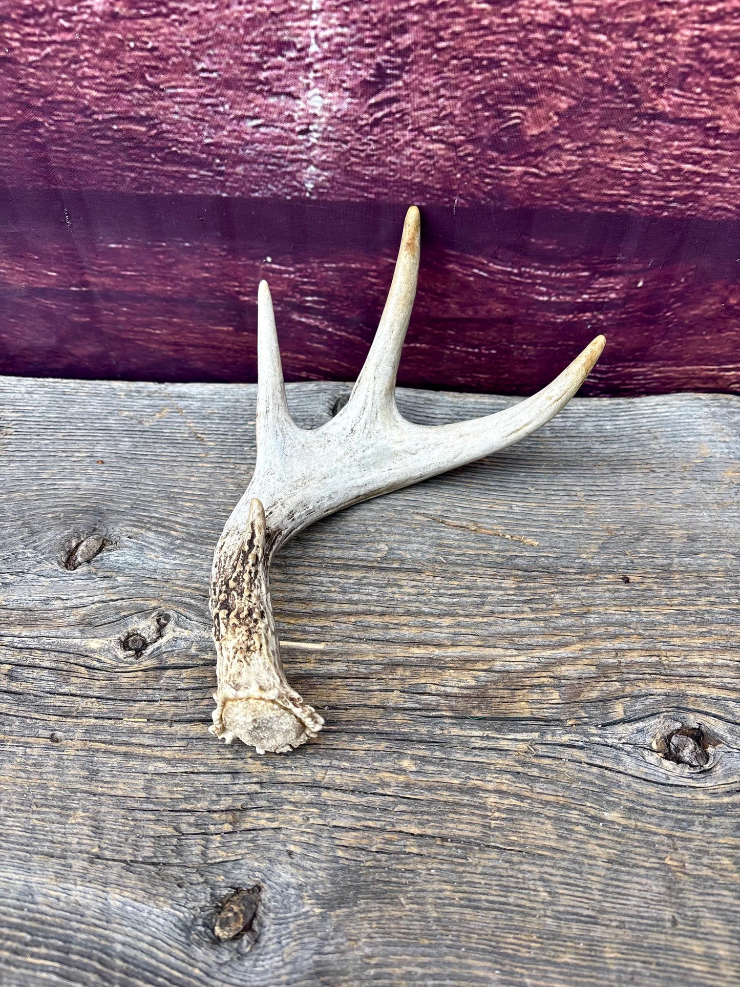 3 Pack of Small White-tailed Deer Antlers - decor, crafting and more!