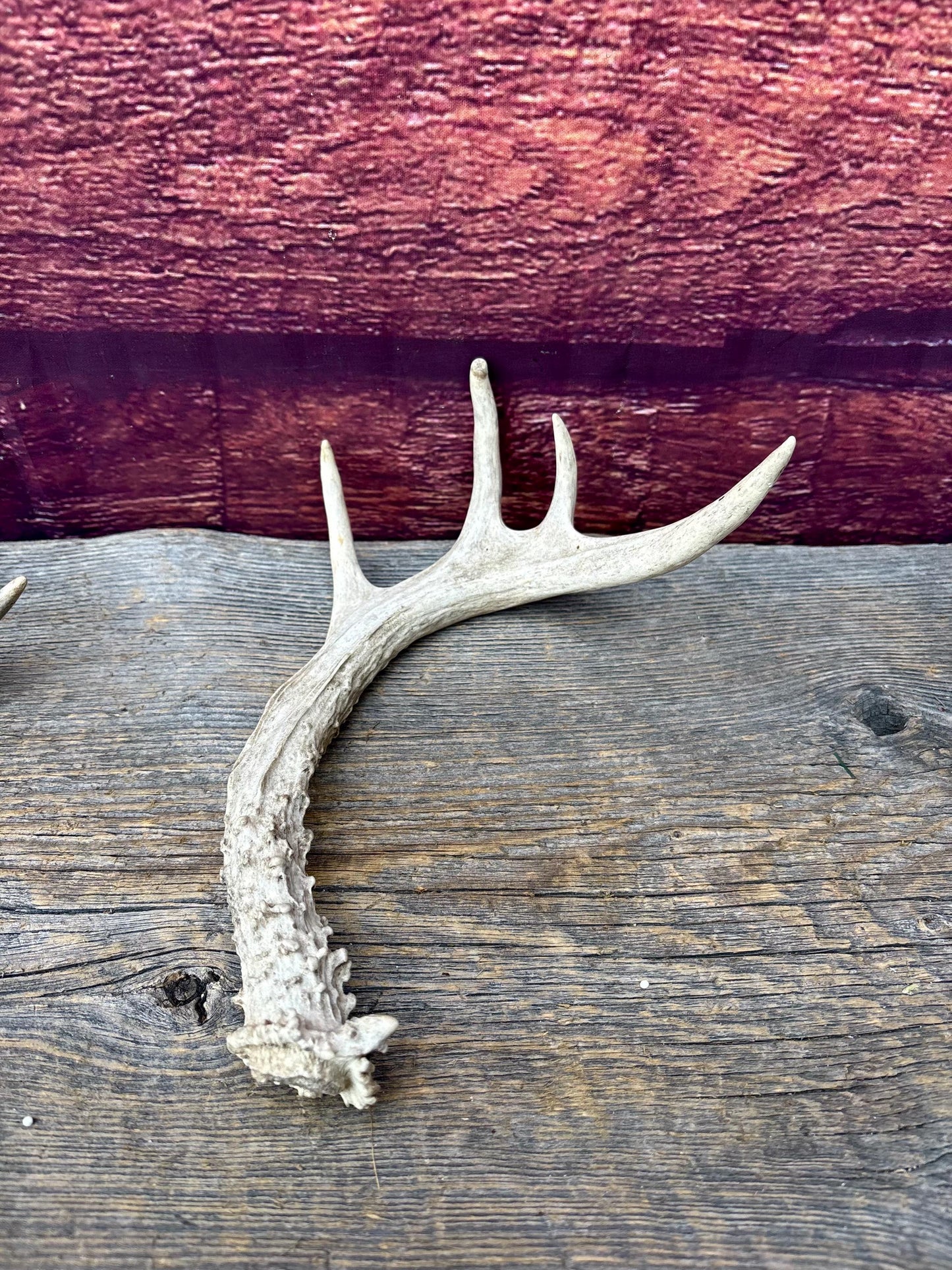 3 Pack of Small White-tailed Deer Antlers - decor, crafting and more!