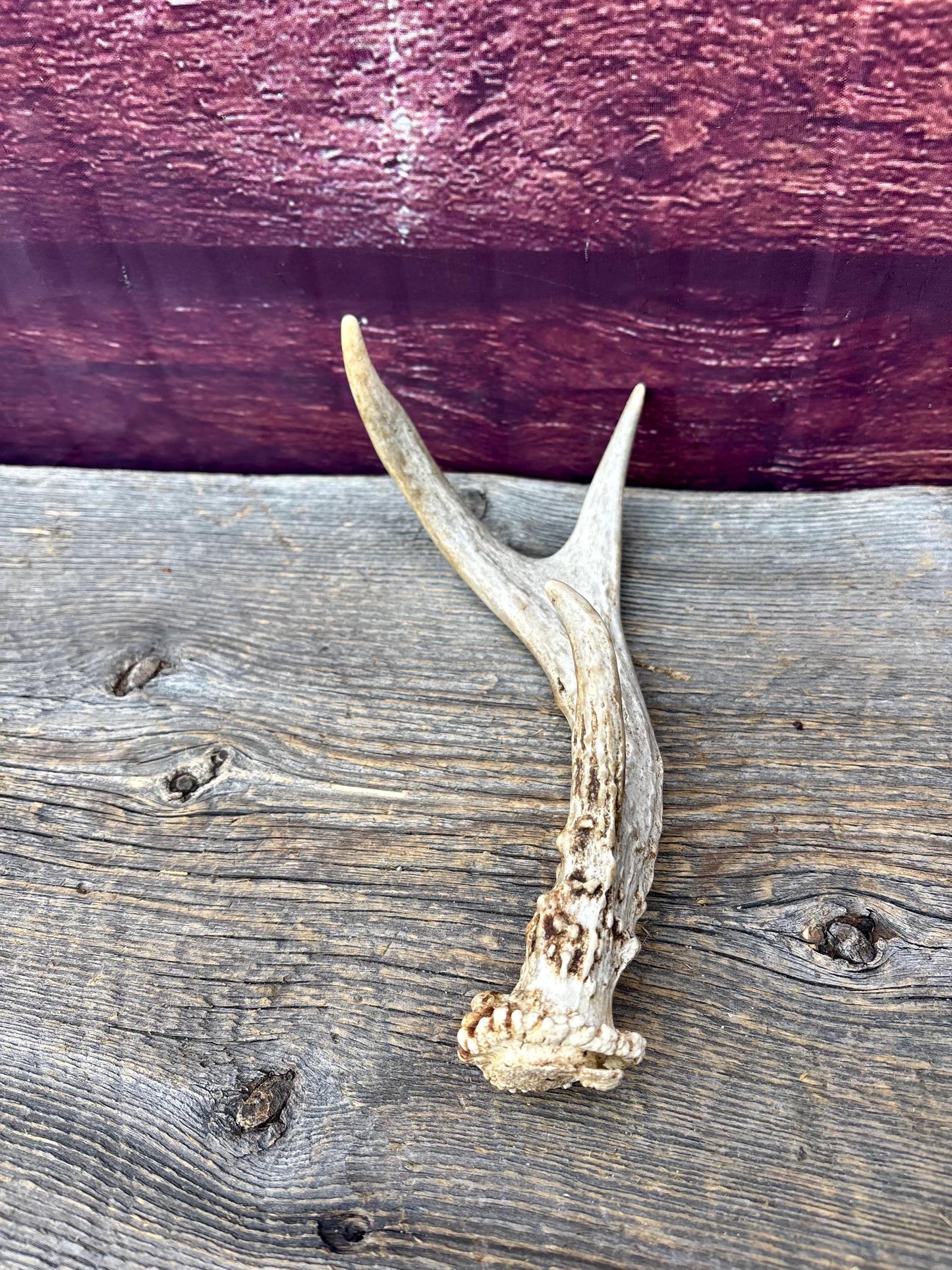 3 Pack of Small White-tailed Deer Antlers - decor, crafting and more!
