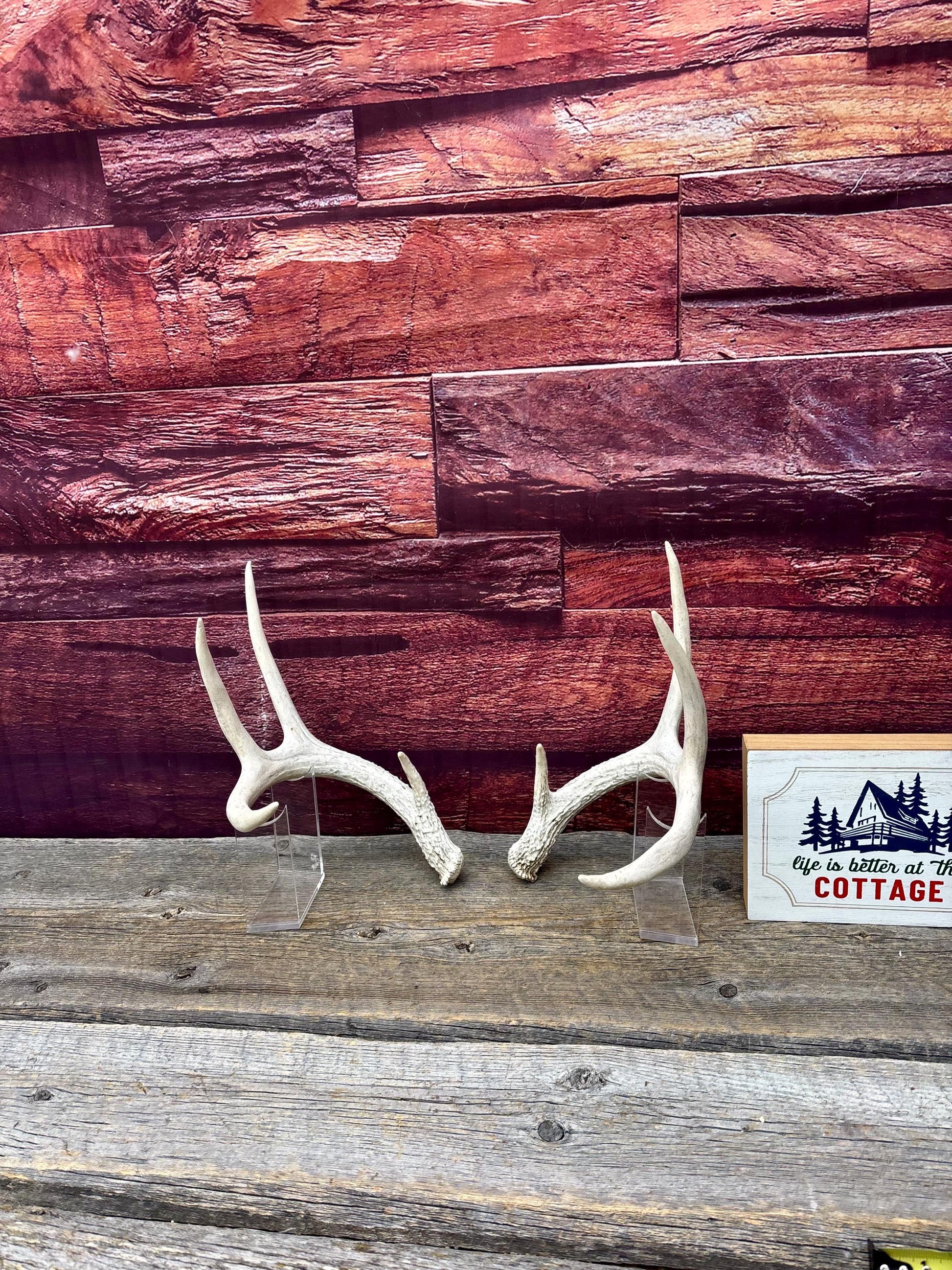 Deer Antlers - Medium Sized White-tailed Deer Matching set. Canadian Buck. Crafting and Decor Antlers