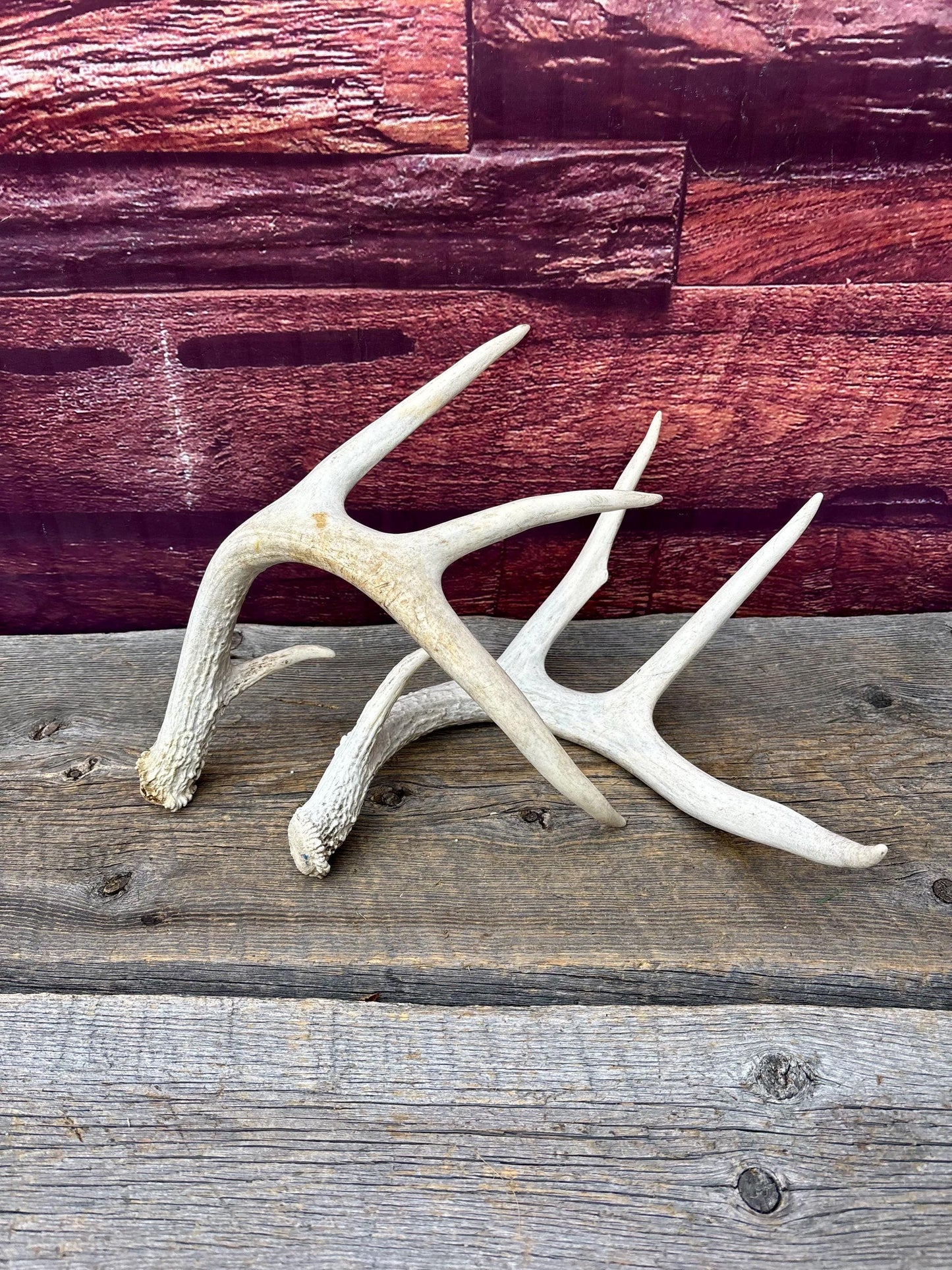Deer Antlers - Medium Sized White-tailed Deer Matching set. Canadian Buck. Crafting and Decor Antlers
